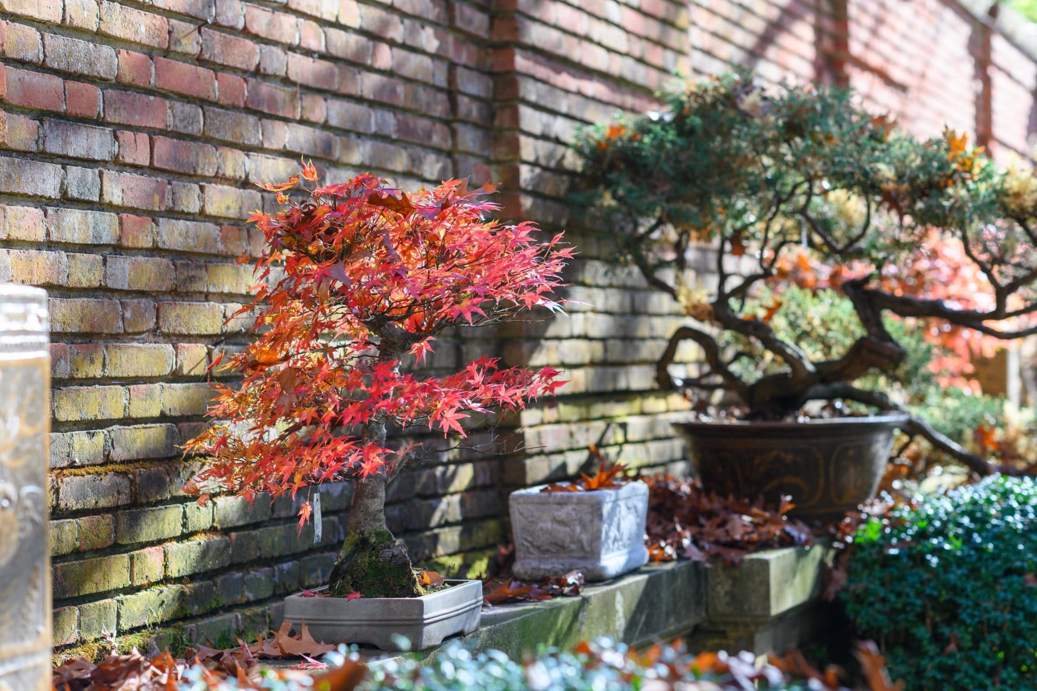 Japanese maple and juniper bonsai at Filoli (photo by Jeff Bartee)