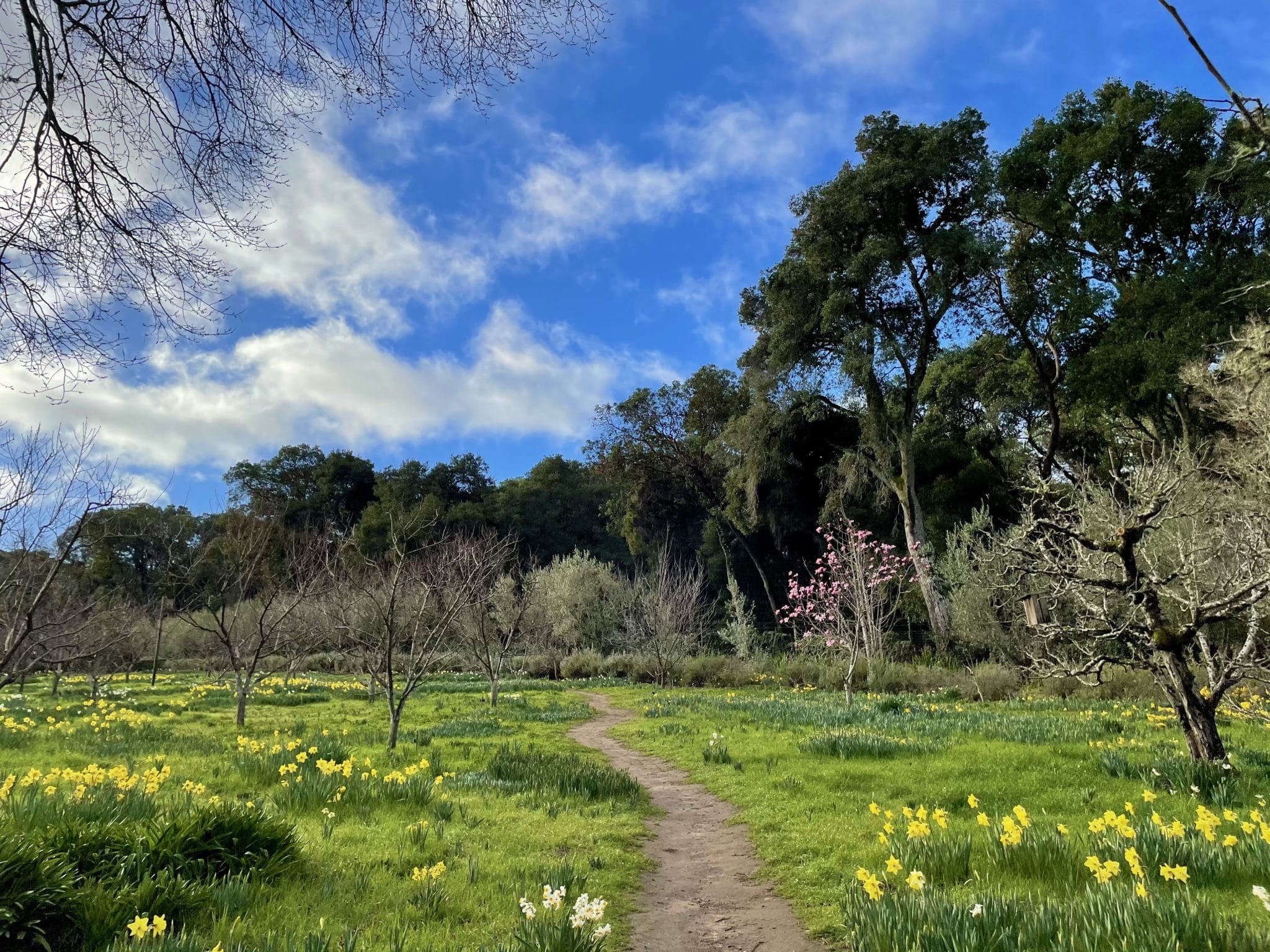 Early Daffodil Meadow With Magnolia Blooming