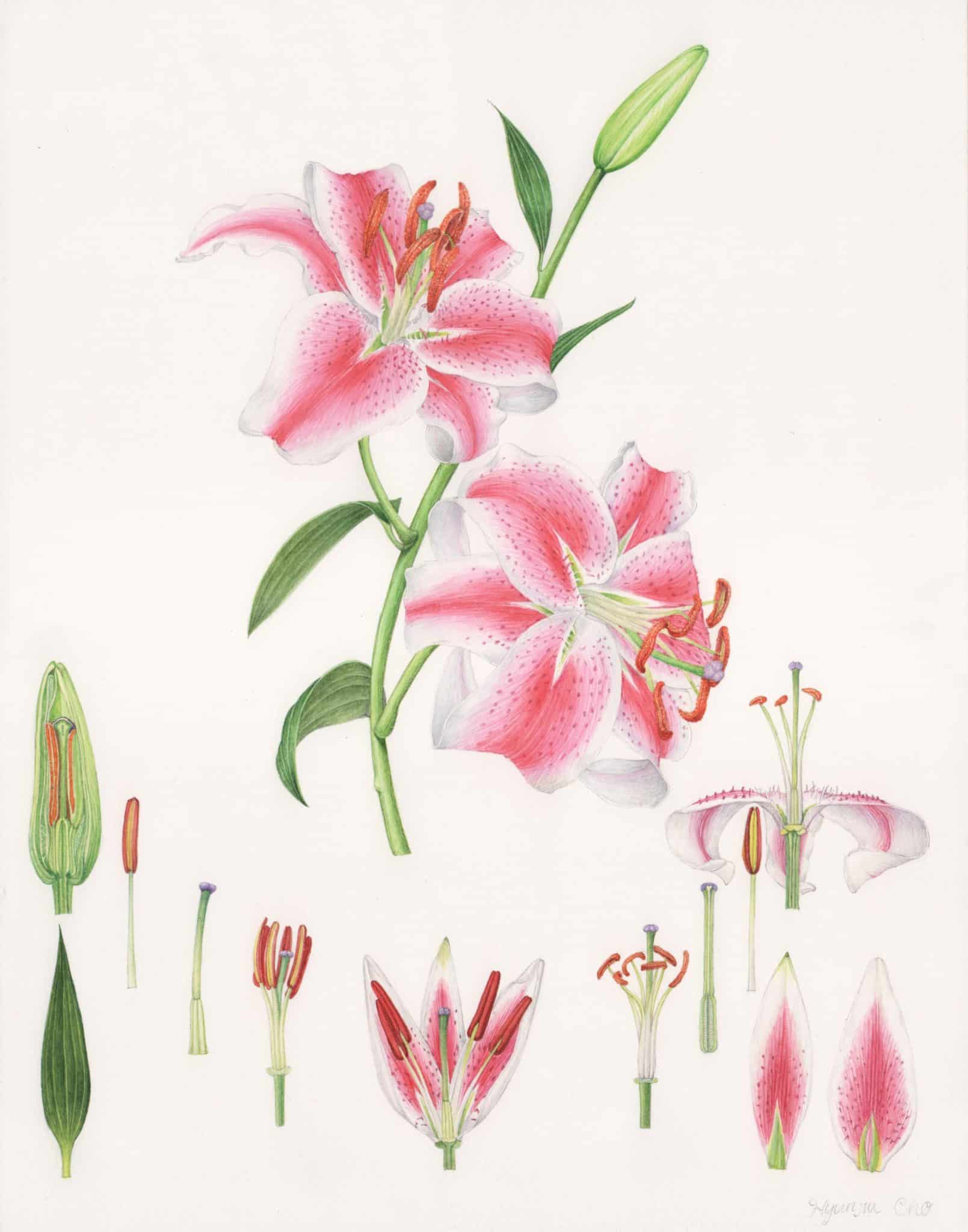 Hyunjin Cho Anatomy Of Lily Stargazer Lily Watercolor 11 14 Filoli