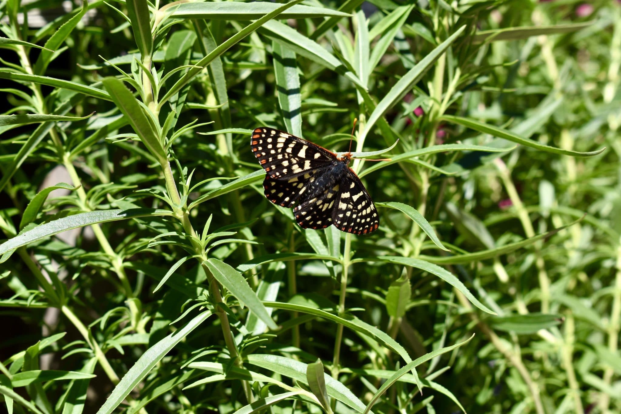 Observe and draw the creatures that bring Filoli to life.