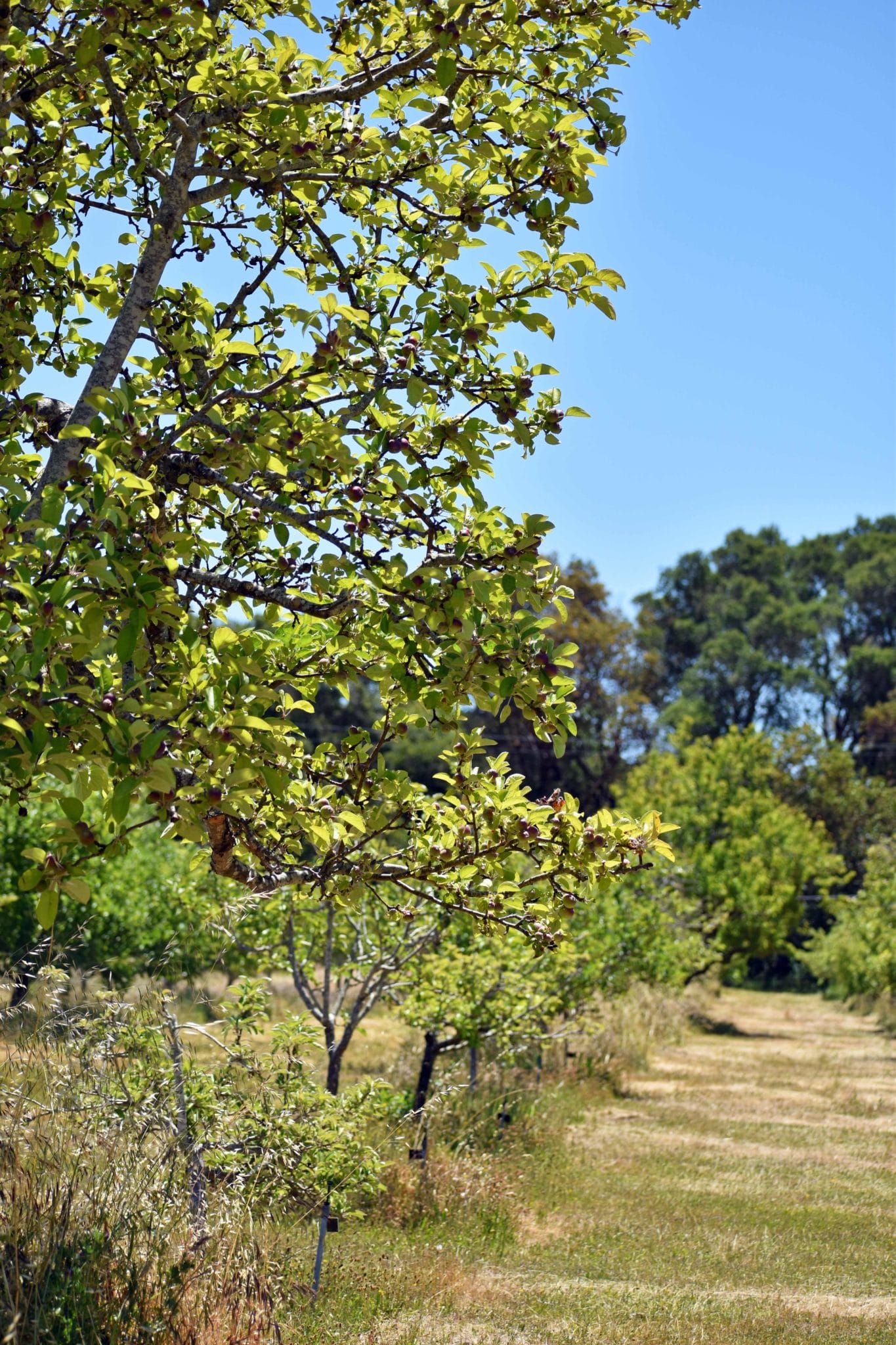 Looking Down An Orchard Path