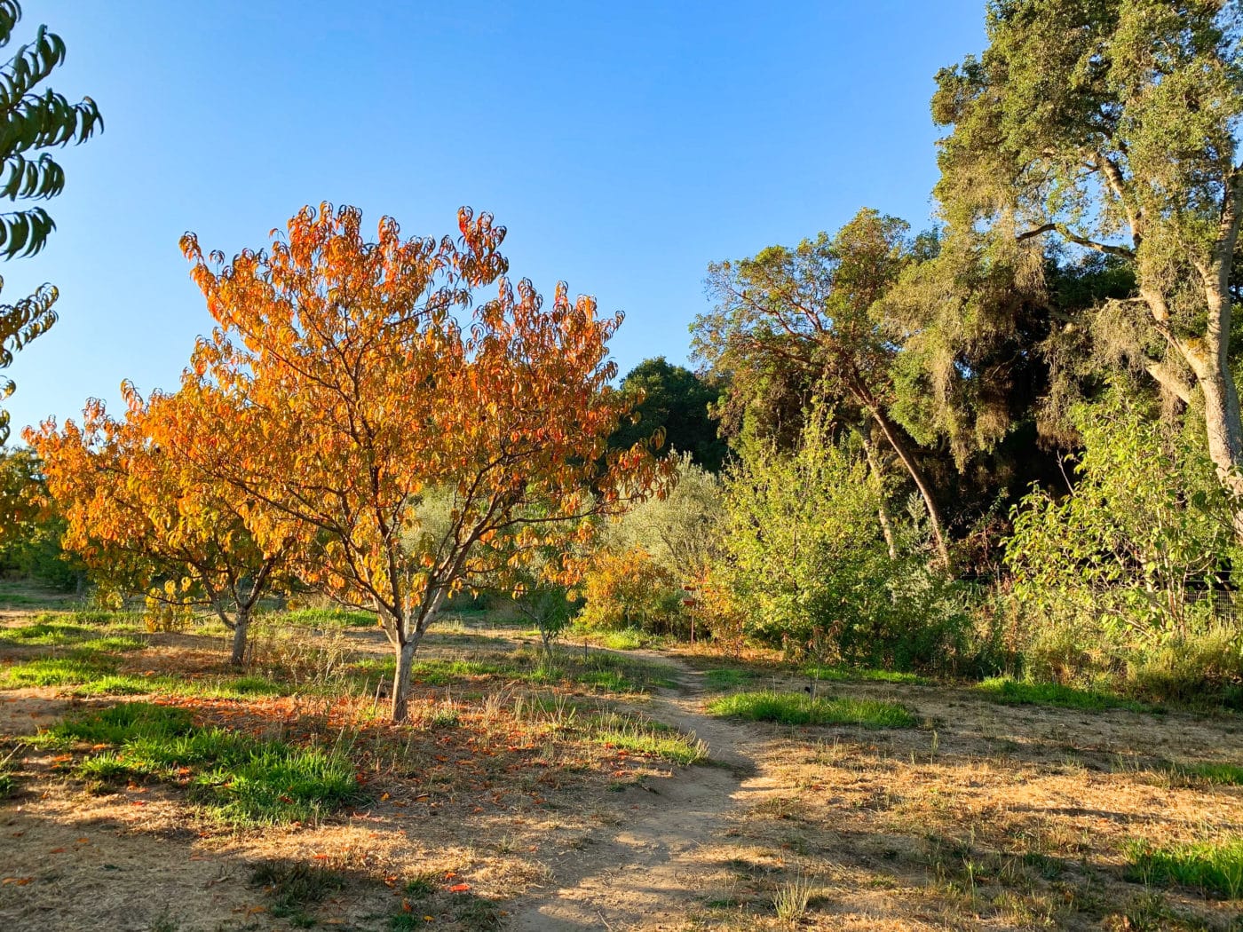 Orchard Days | Filoli