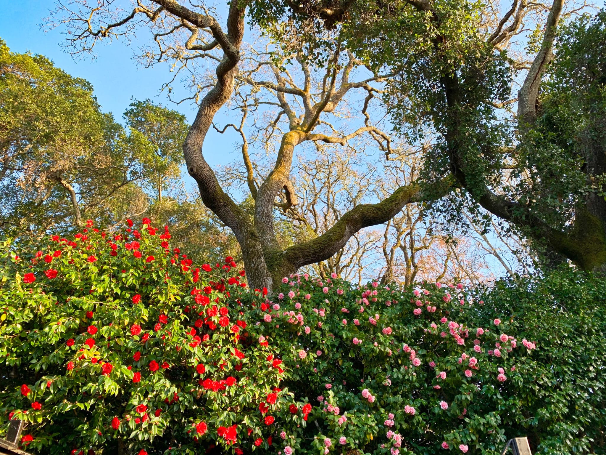 Camellia Island In Bloom