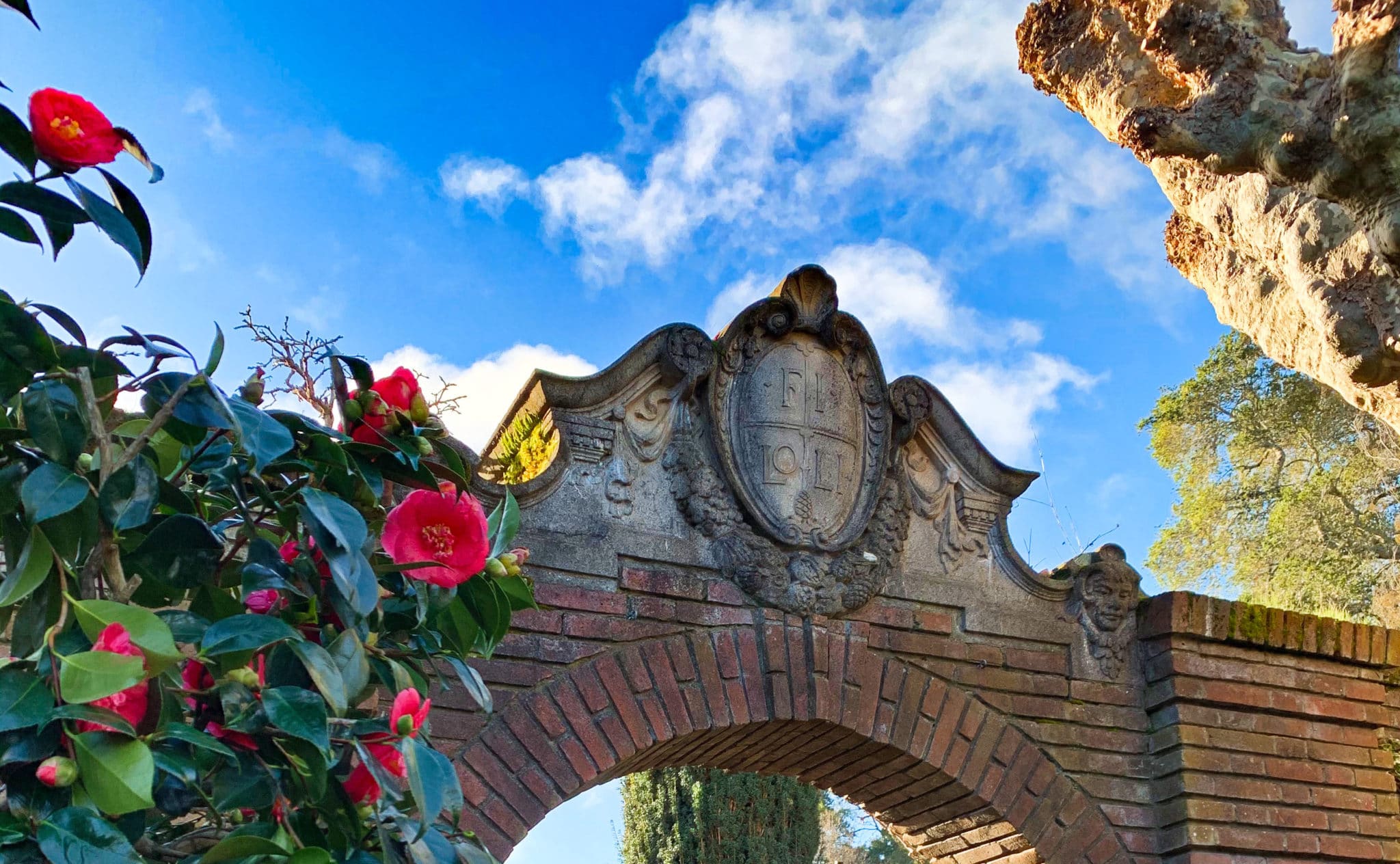 Filoli Gate With Lady Clare Camellia