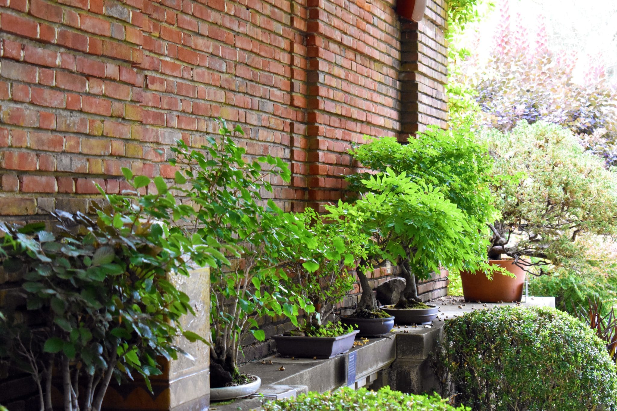 Bonsai Terrace Looking South With Morning Light