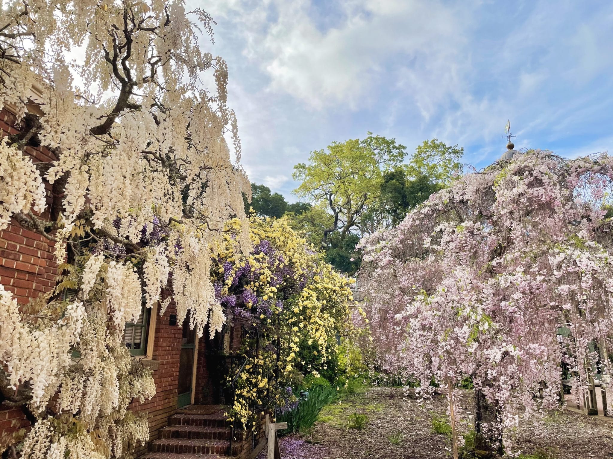 Spring Service Courtyard Compressed