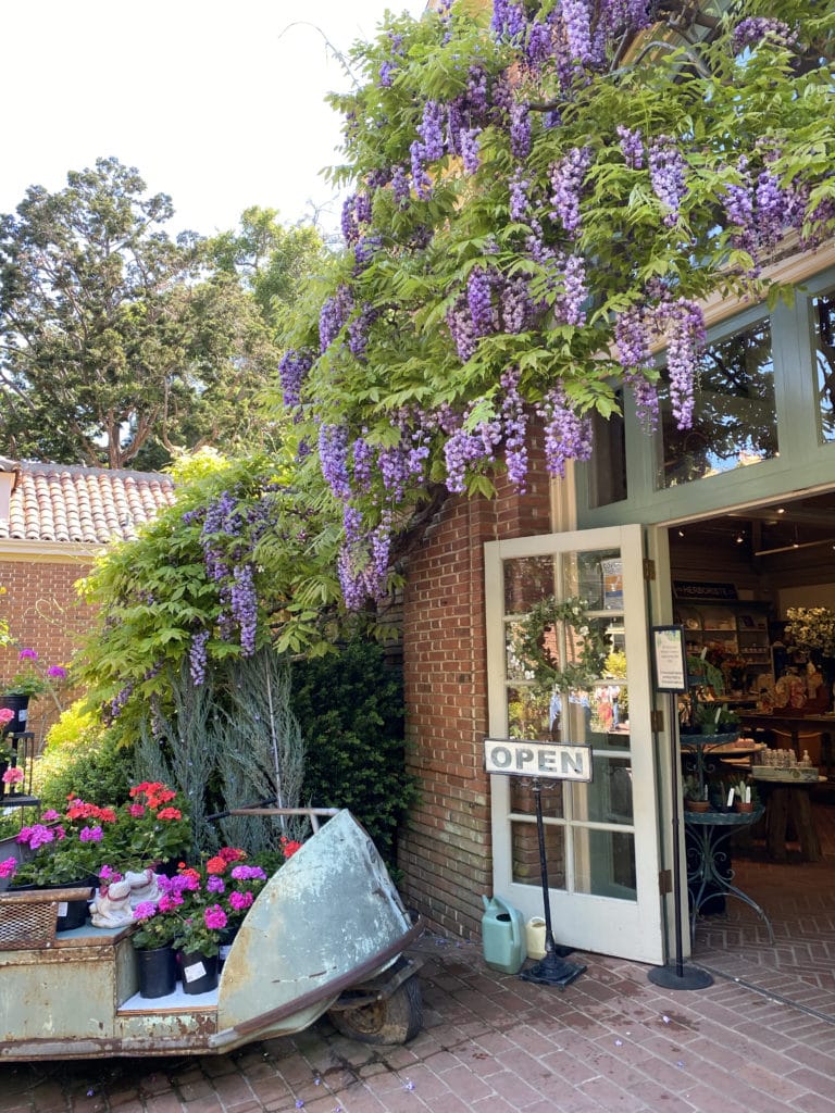 Clock Tower Wisteria Filoli