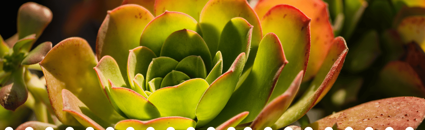 Feature Image Succulent