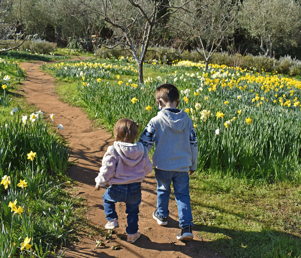 Holding Hands In The Daffodil Meadow Square