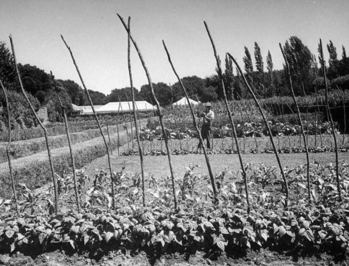 P2 Historic Veggie Garden Photo