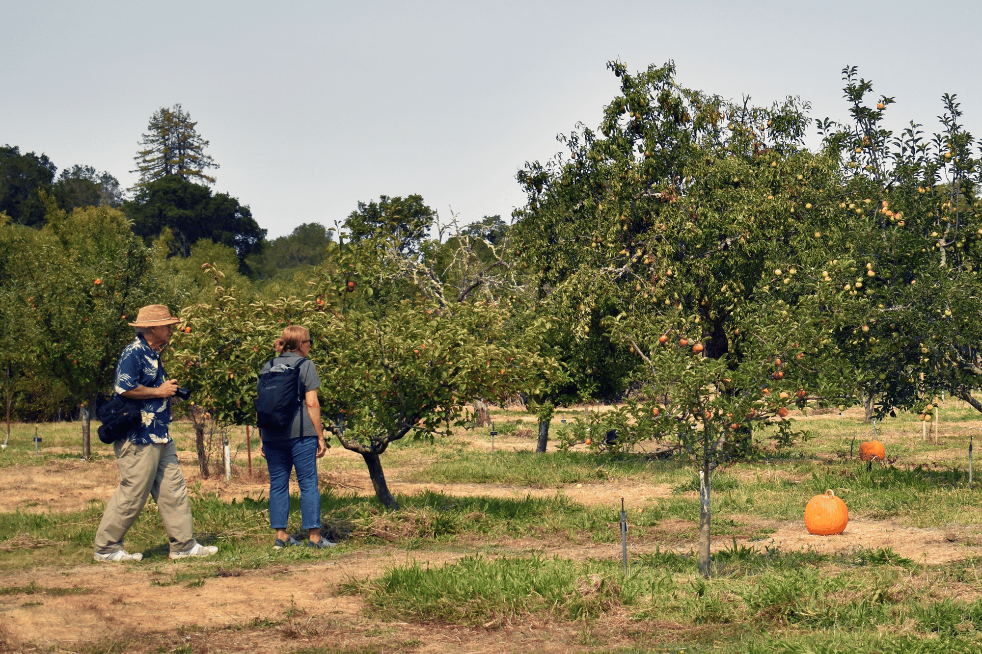 Exploring The Orchard Crop
