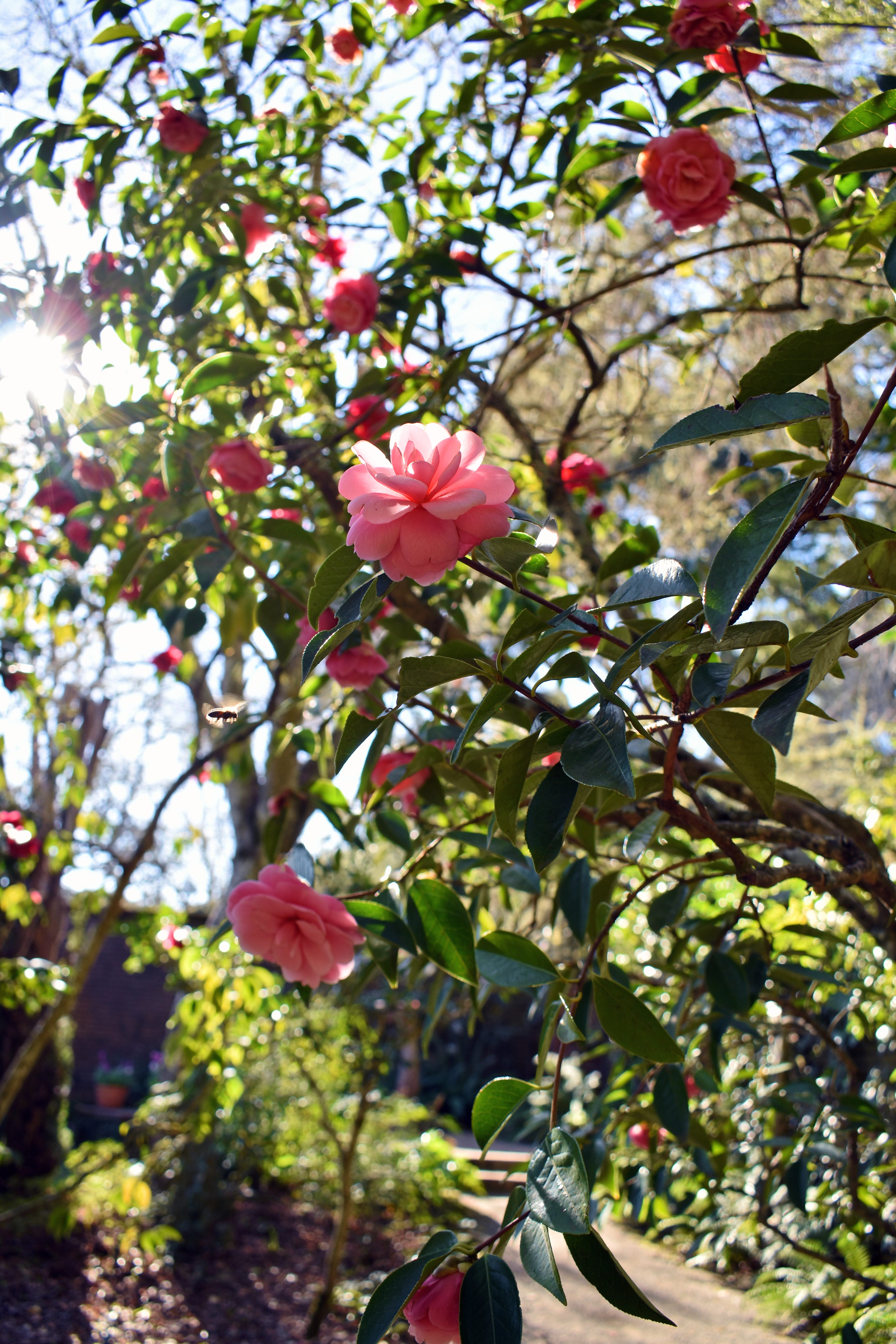 Camellia Aglow