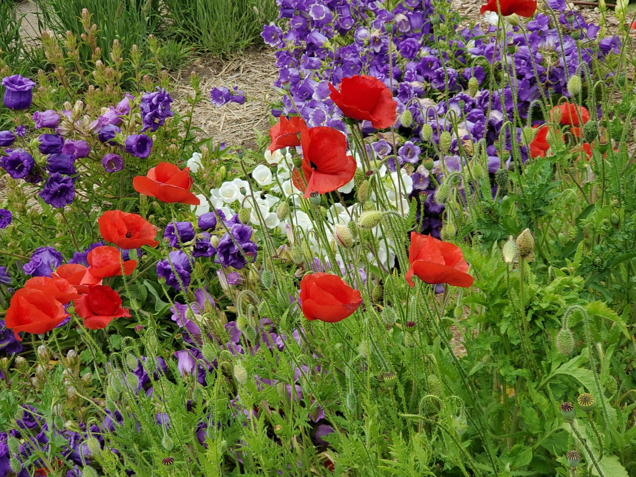Red poppies in the foreground, purple and white canterburies in the background. Green foliage surrounding the botton of the photograph.