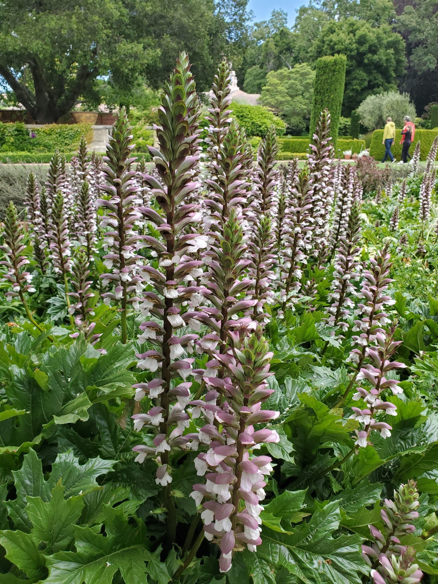 Tall acanthus with flowers of light purple with white petals and a dark green stalk.