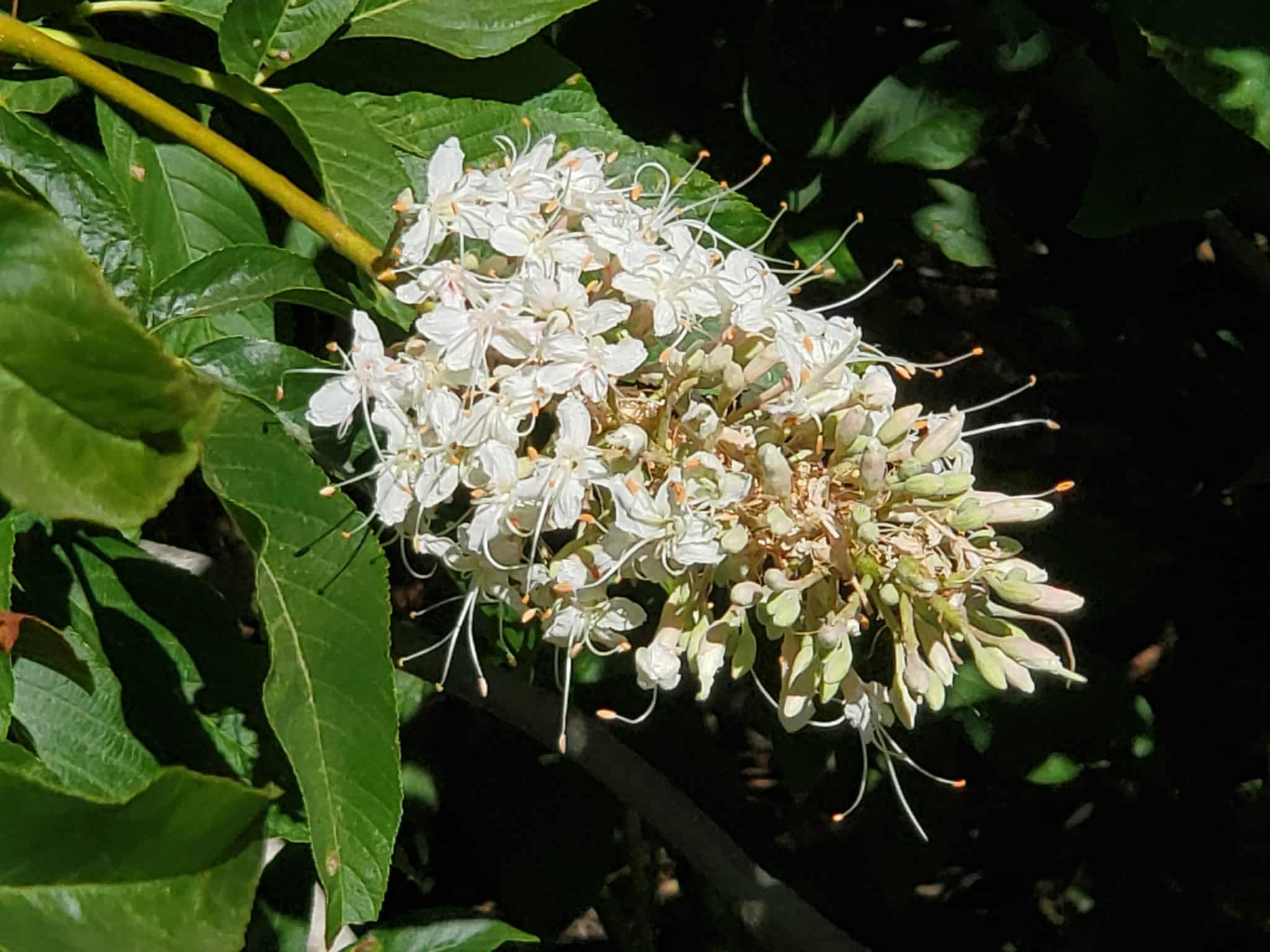 Cluster of white flowers with white sprouts