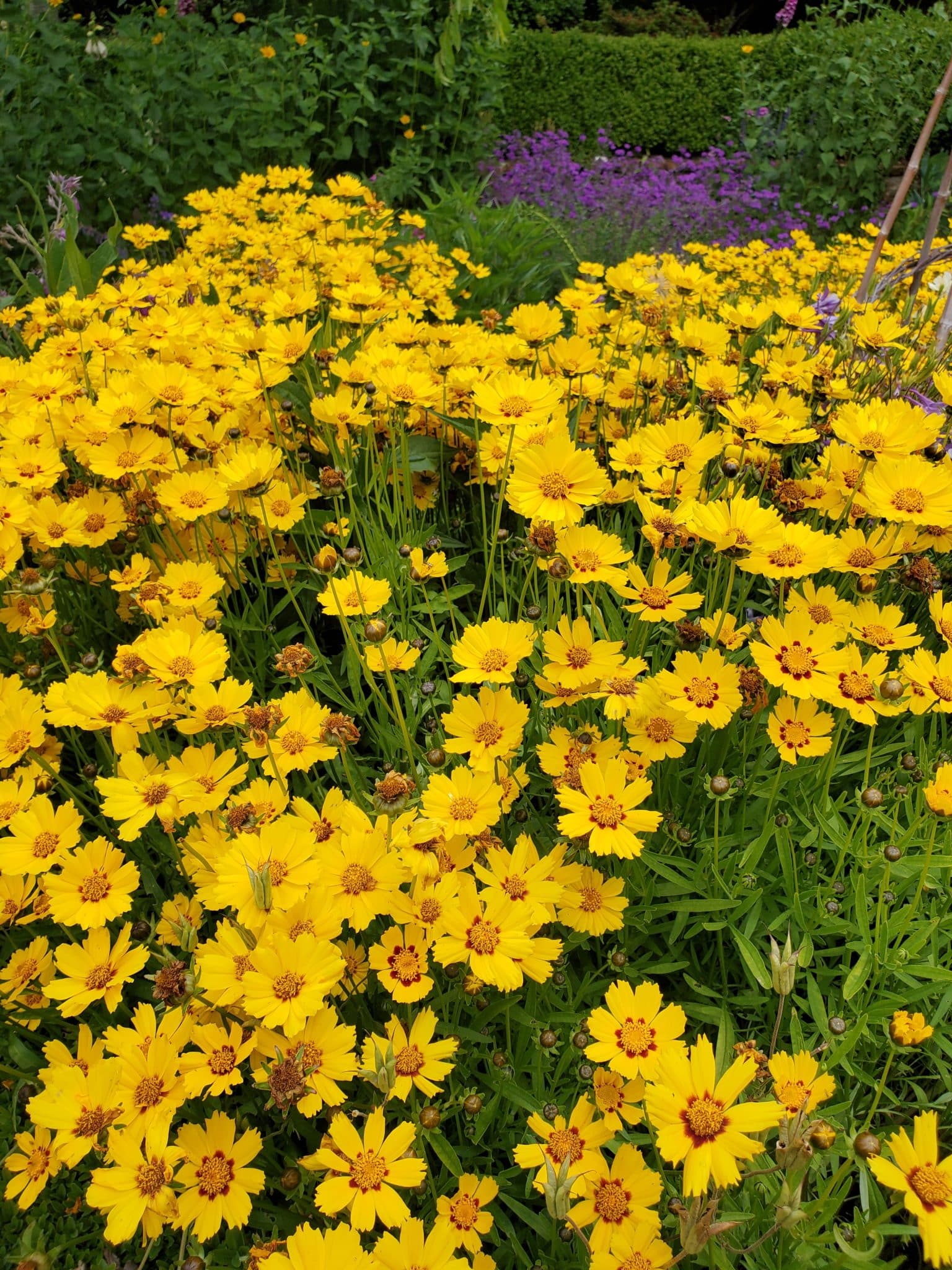 Dense cluster of yellow flowers with green leaves and stems.