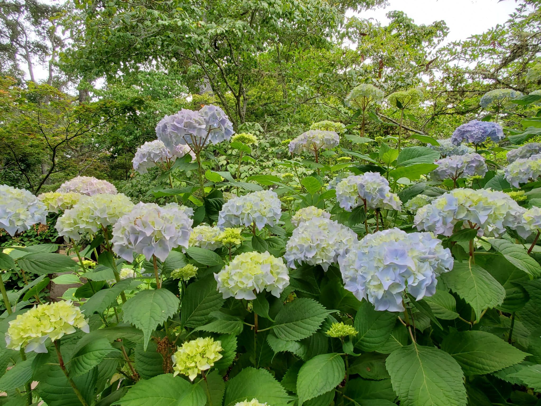 Bunches of blue and white flowers with trees on top and leaves on the bottom.