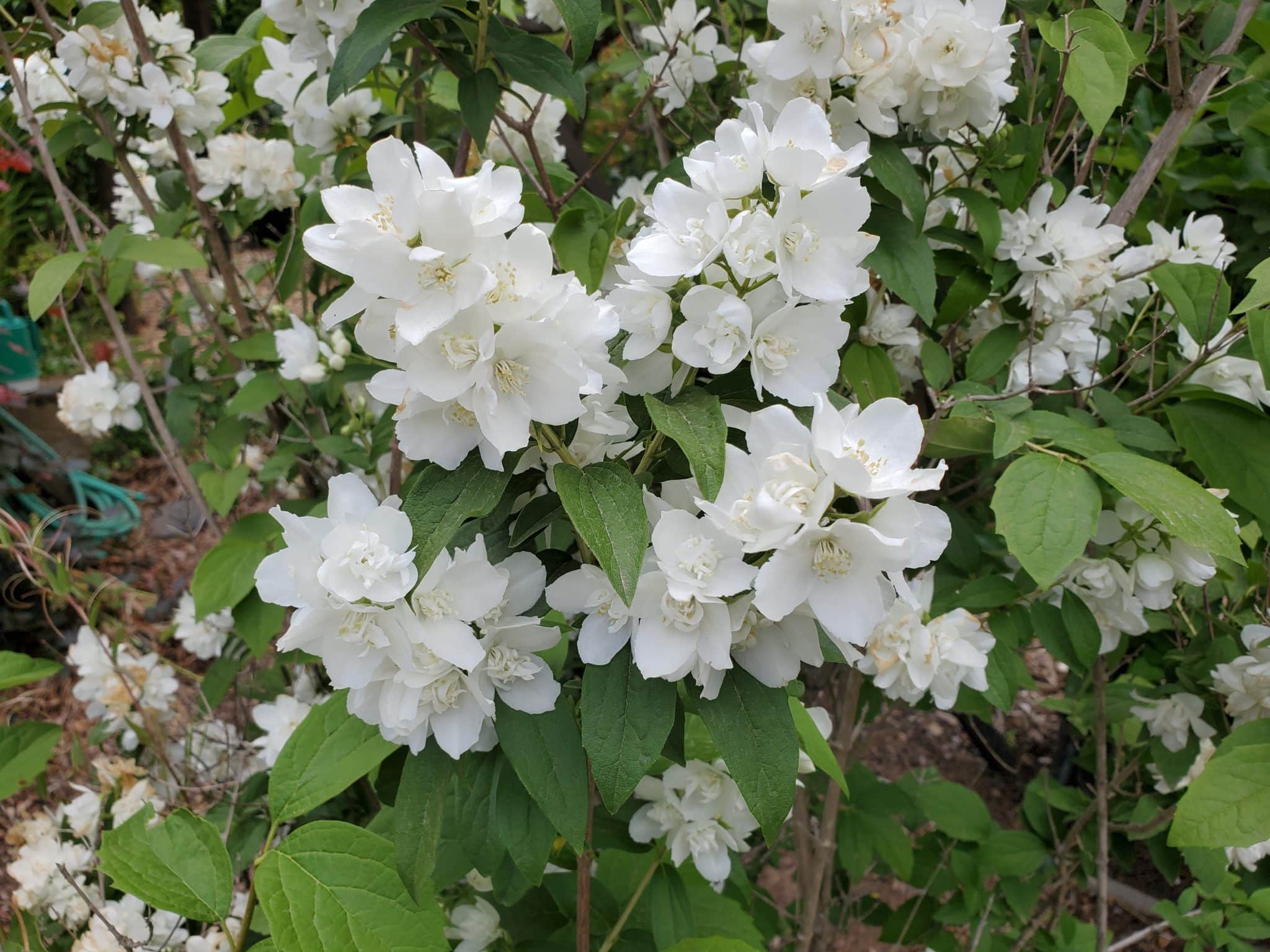 Clusters of small white petals surrounded by leaves.