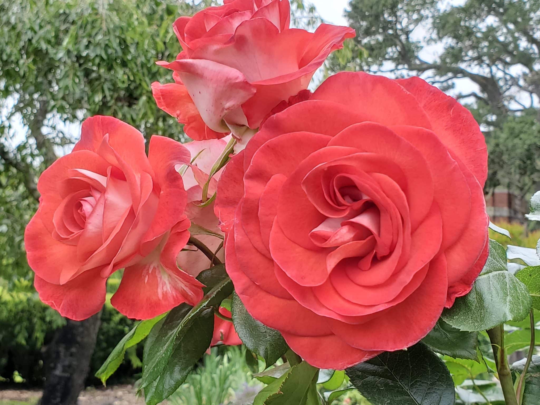 Rose with reddish-pink furls