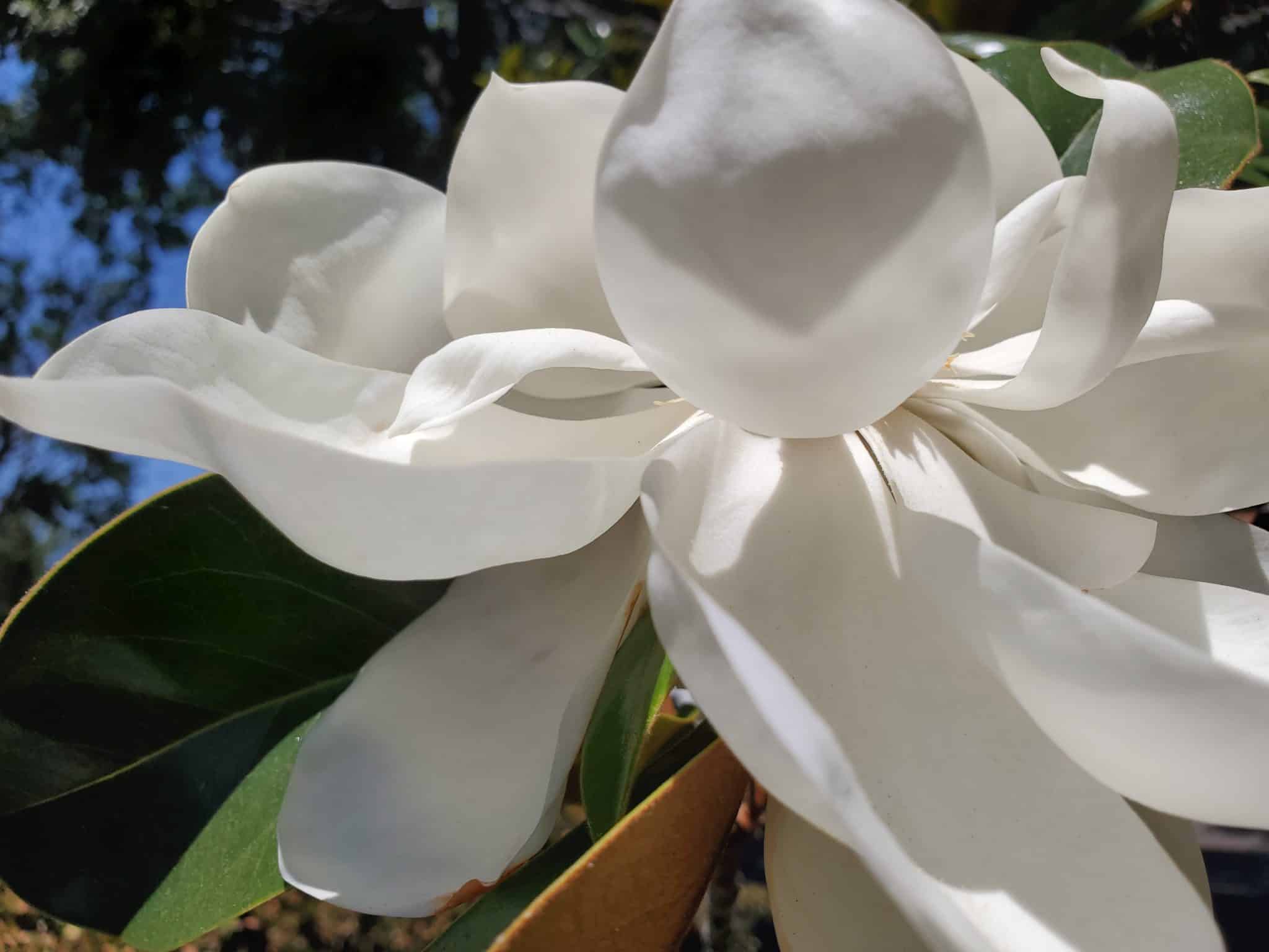 Big white petals of a magnolia flower.