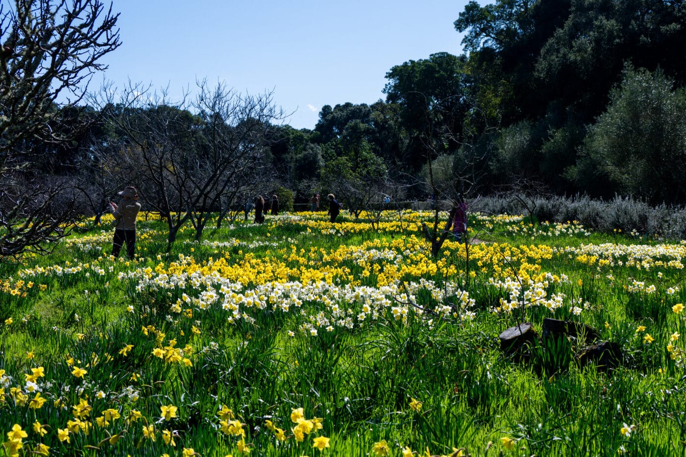 Filoli | Historic House & Garden | Filoli
