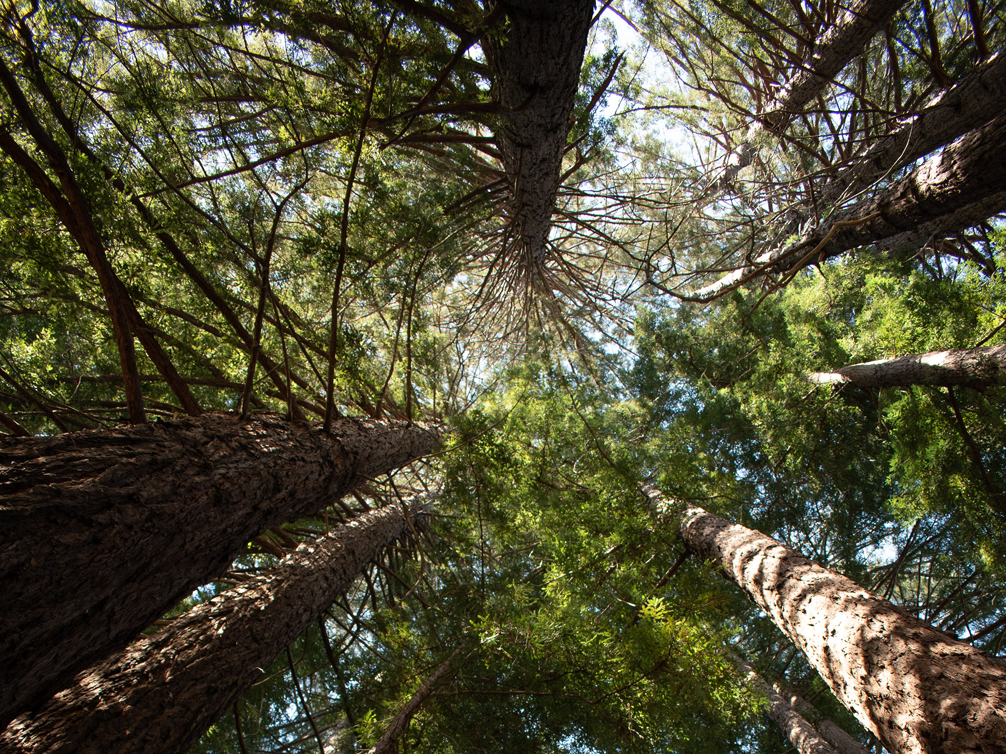 Perspective looking up at the Redwood Trees along the Natural Lands of the Estate Trail.