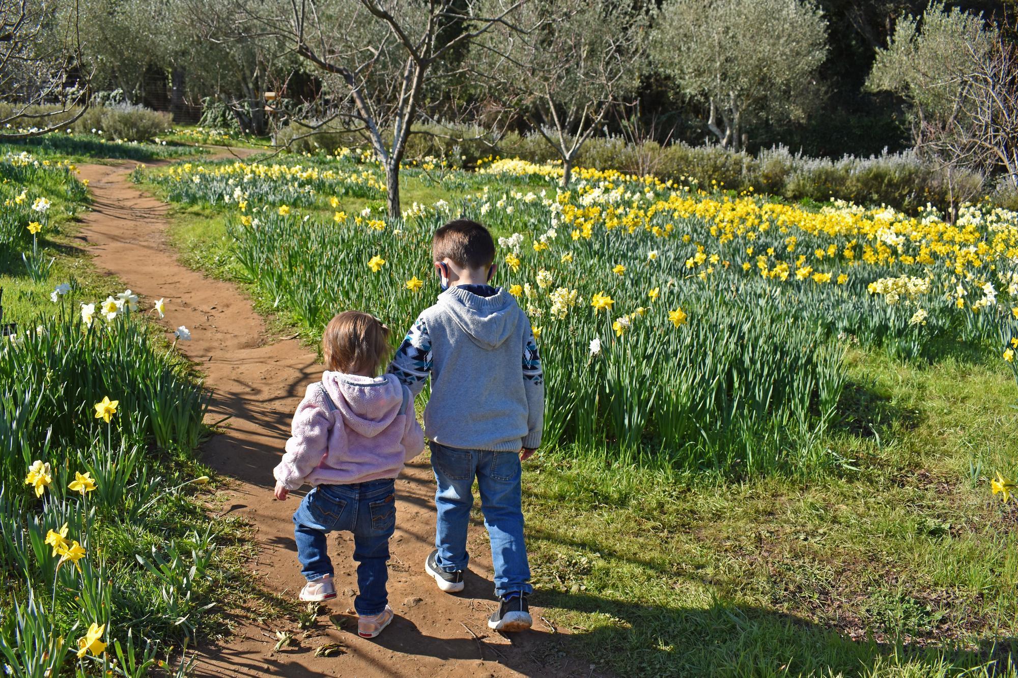 Holding Hands In The Daffodil Meadow (1)