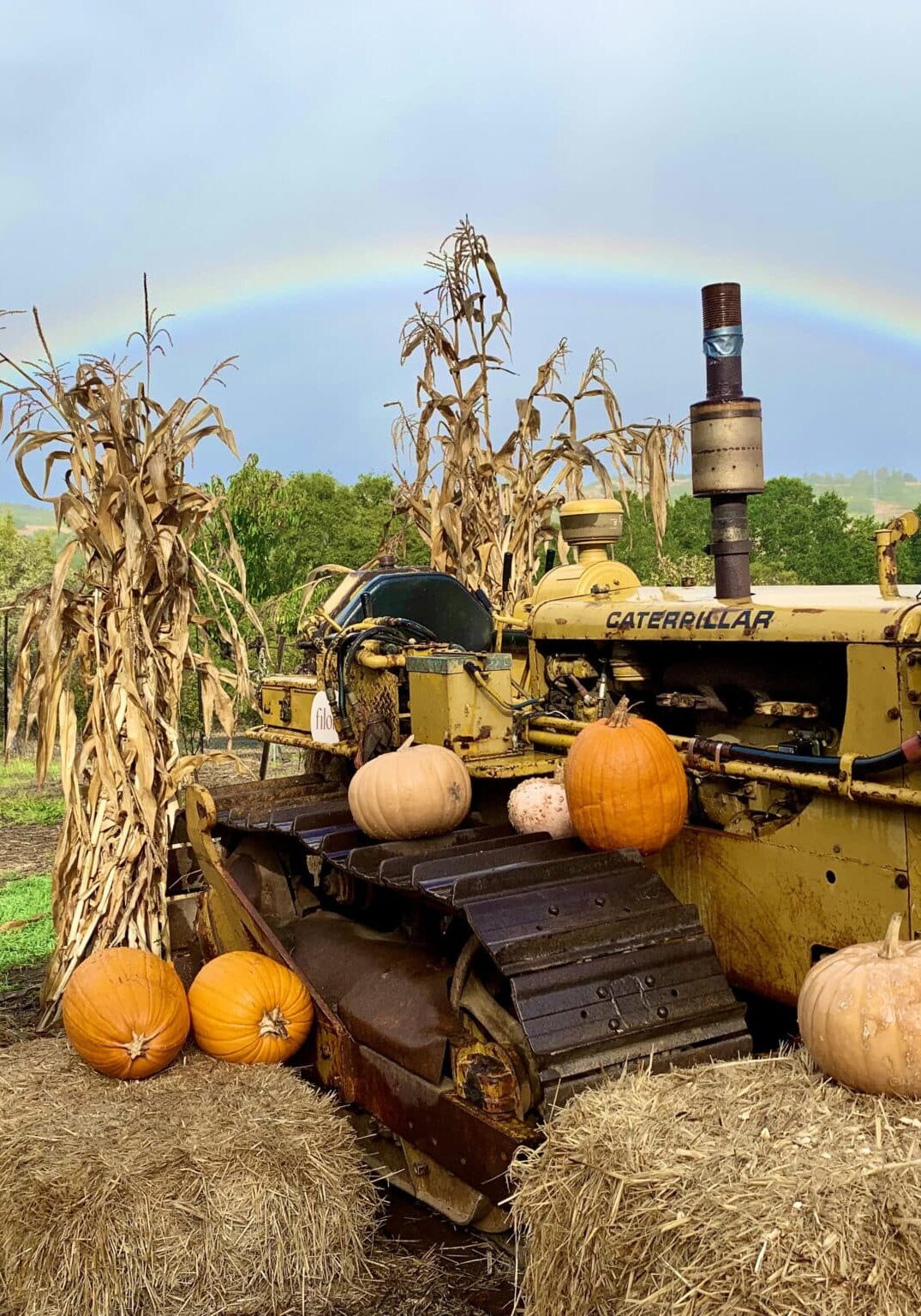 A rainbow as seen from the Gentlemen's Orchard during Orchard Days 2023.