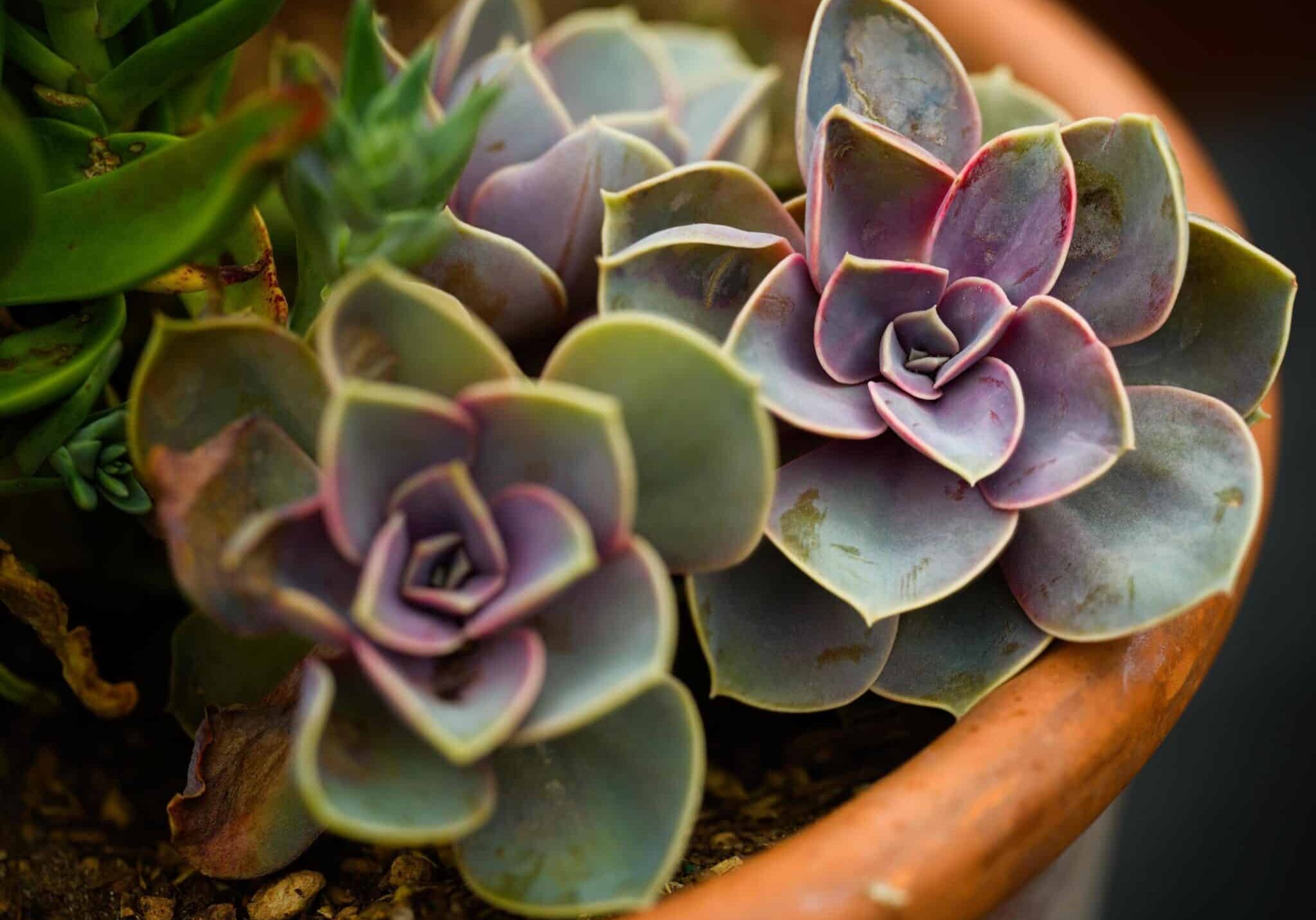 Close up of potted succulents