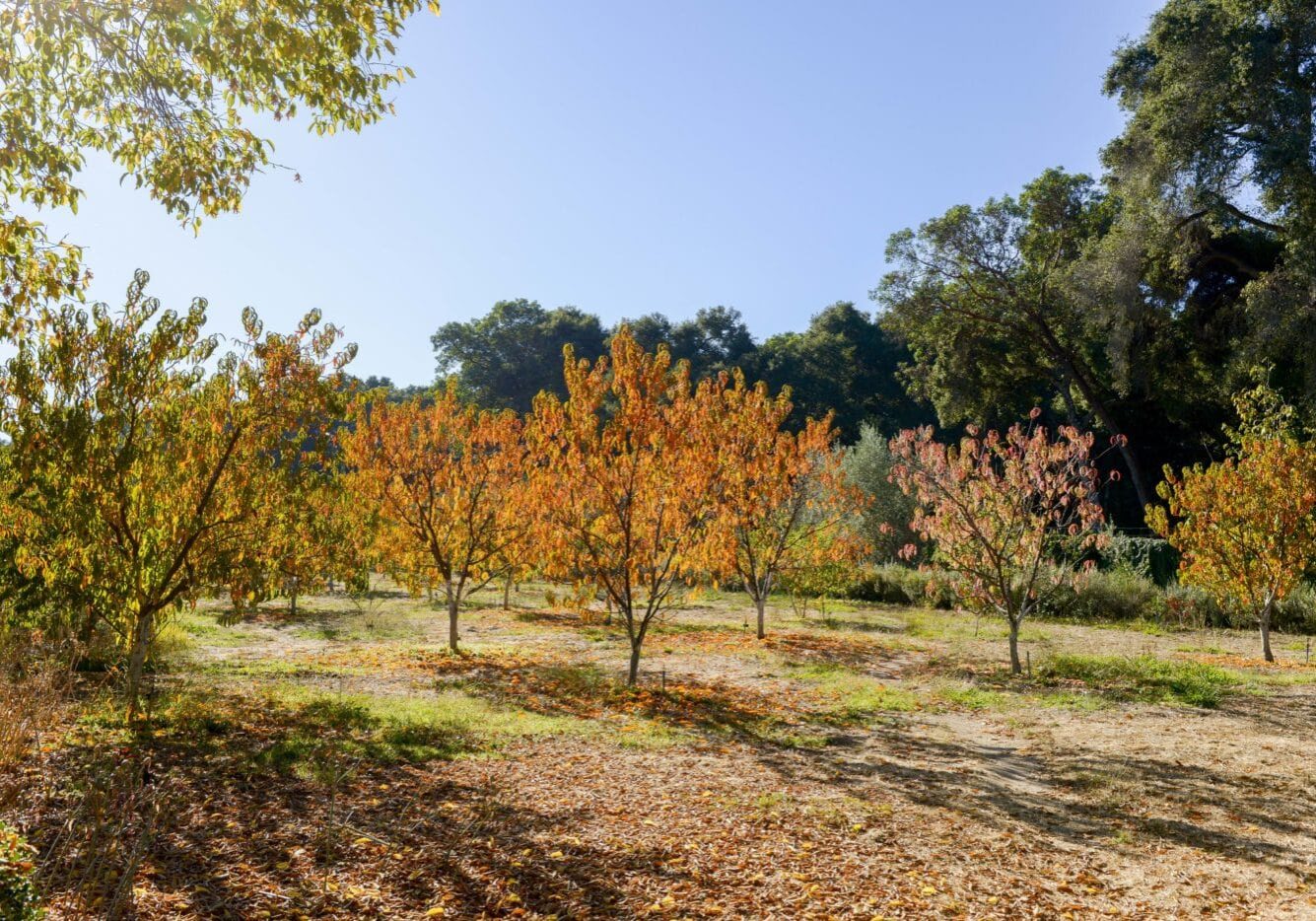 Take in gorgeous fall colors and the exquisite autumn light of Filoli's Gentleman's Orchard.