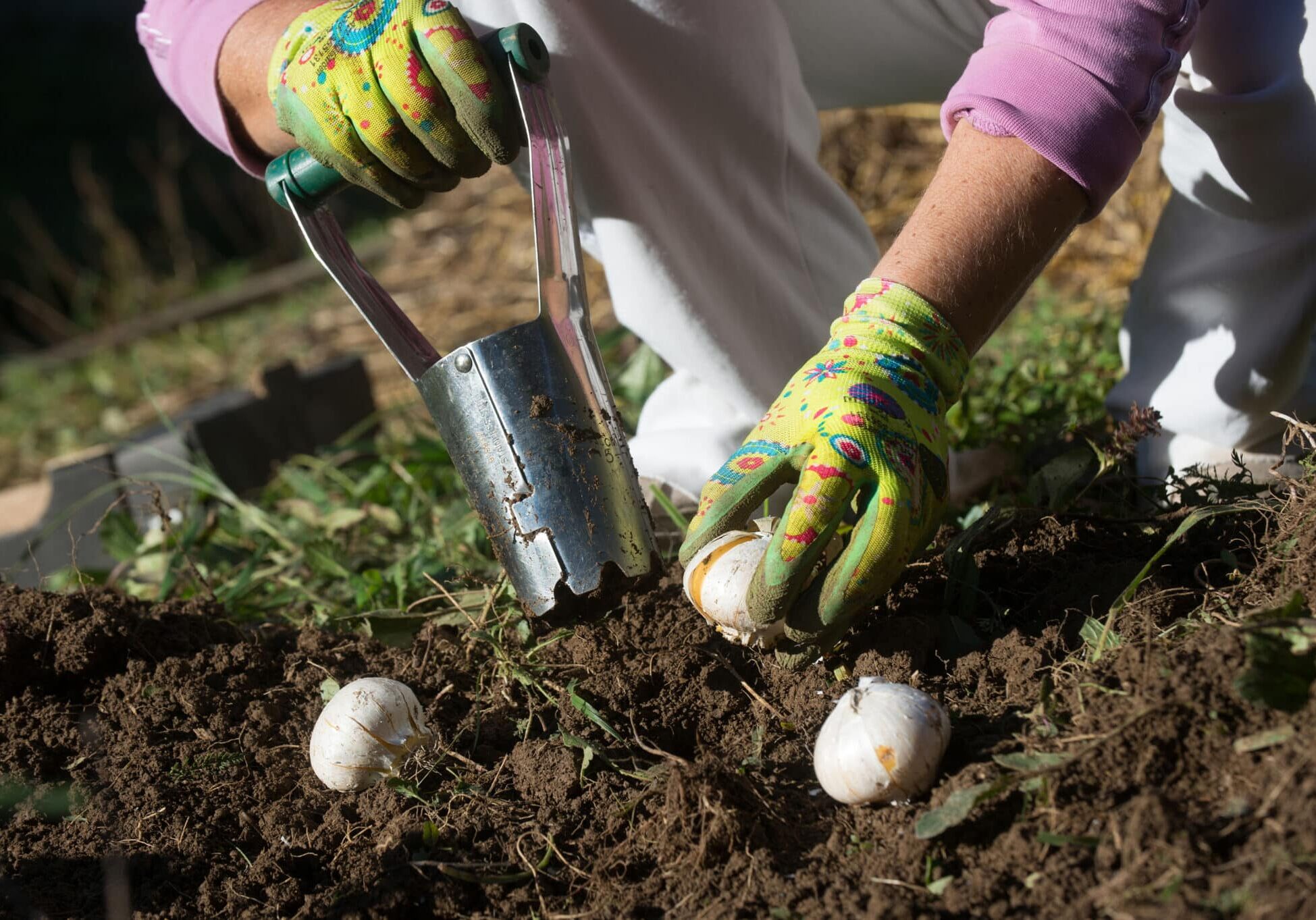 Planting bulbs with flower bulb planter outdoors in garden. Use of garden tools.