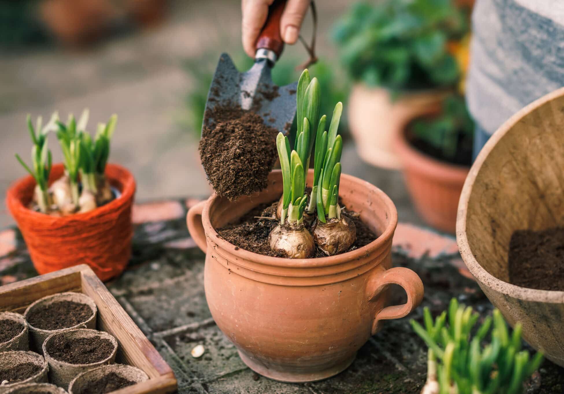 Planting Daffodil Plant Bulb Into Flower Pot. Spring Gardening