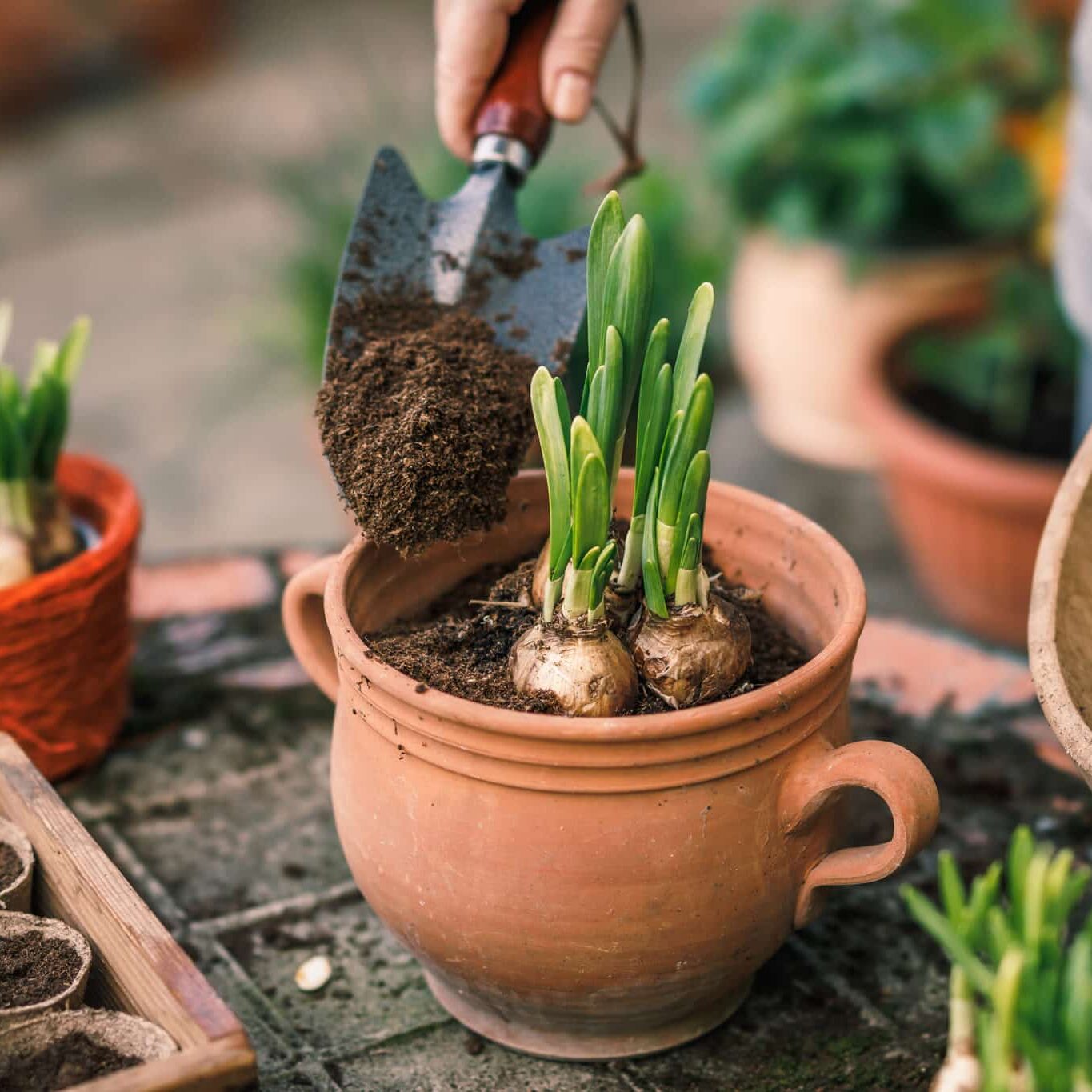 Planting Daffodil Plant Bulb Into Flower Pot. Spring Gardening