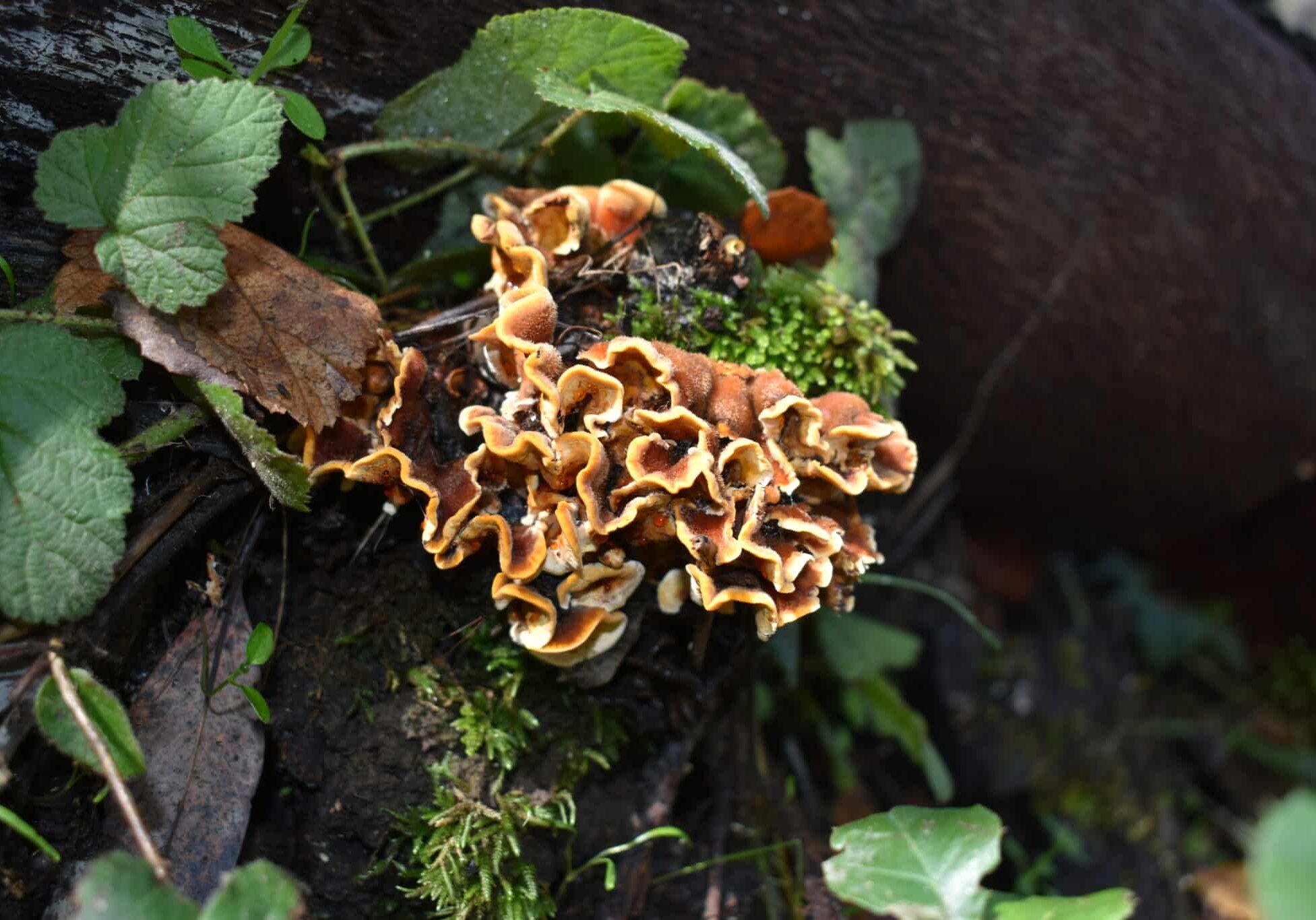 All the rain has the Estate Trail looking lush! Keep an eye out for bright green mosses and colorful fungi.