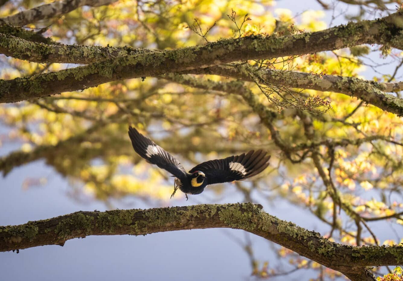 Filoli AlbertDros 26