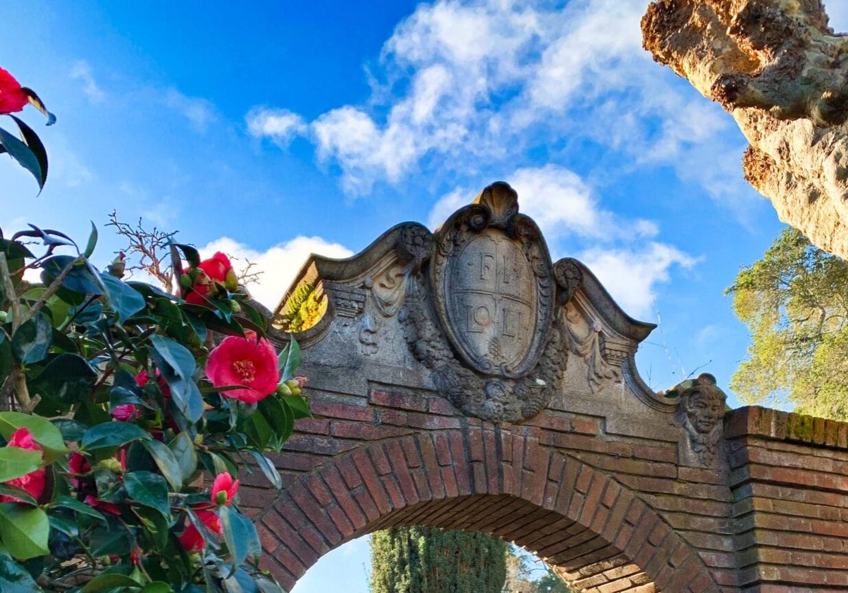 Filoli Gate With Lady Clare Camellia