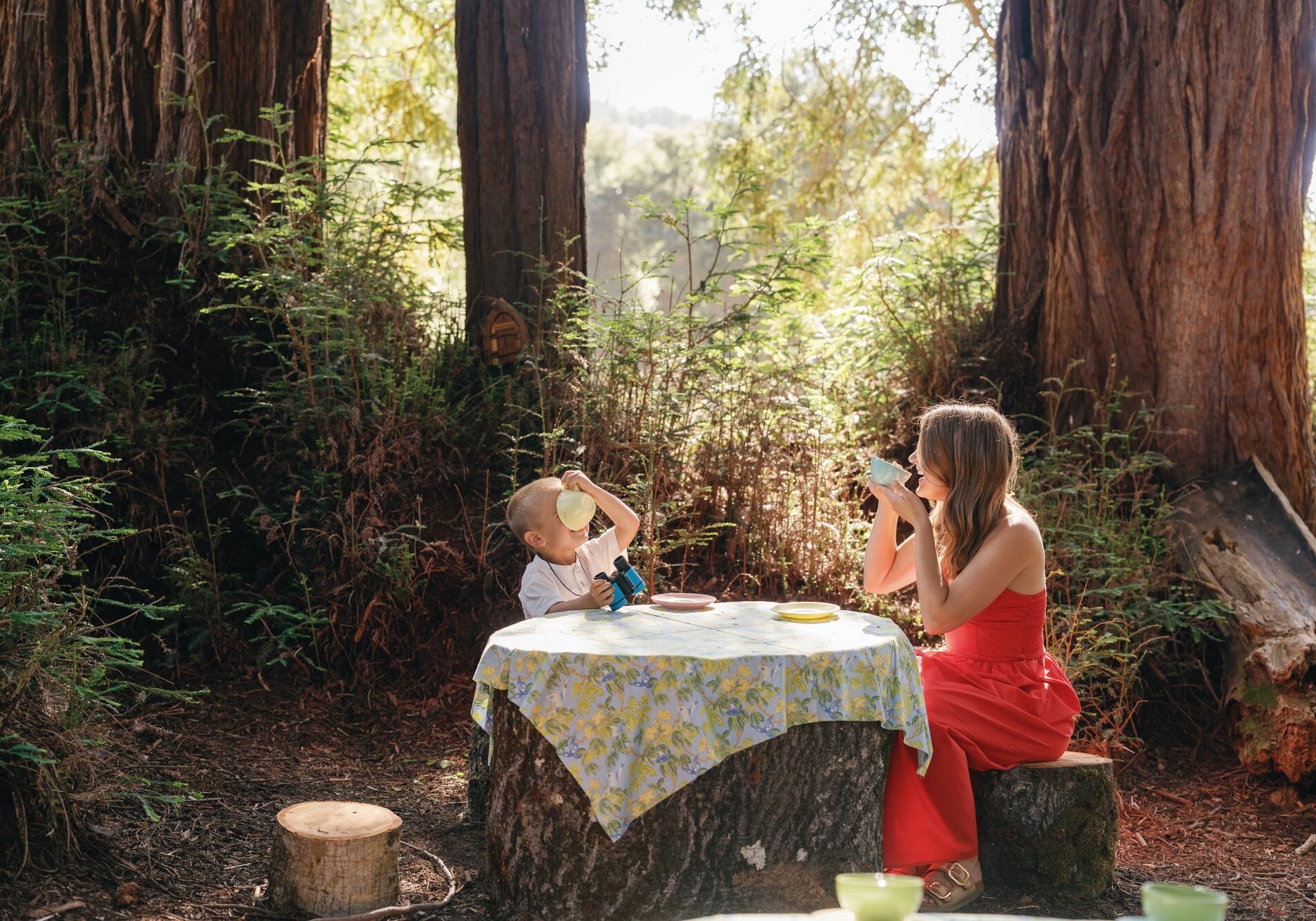 Redwood Fairy Ring