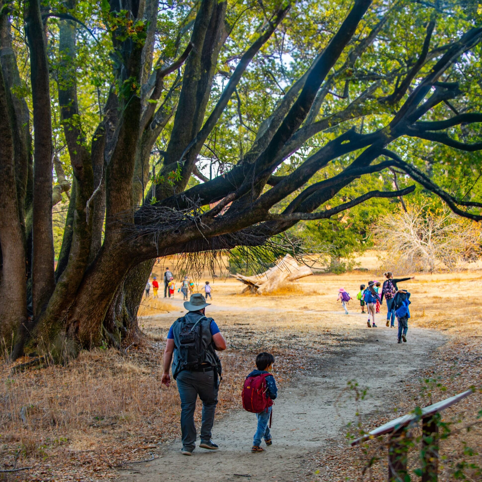 Big Bay Laurel at left above hikers on the estate trail, families, all ages.