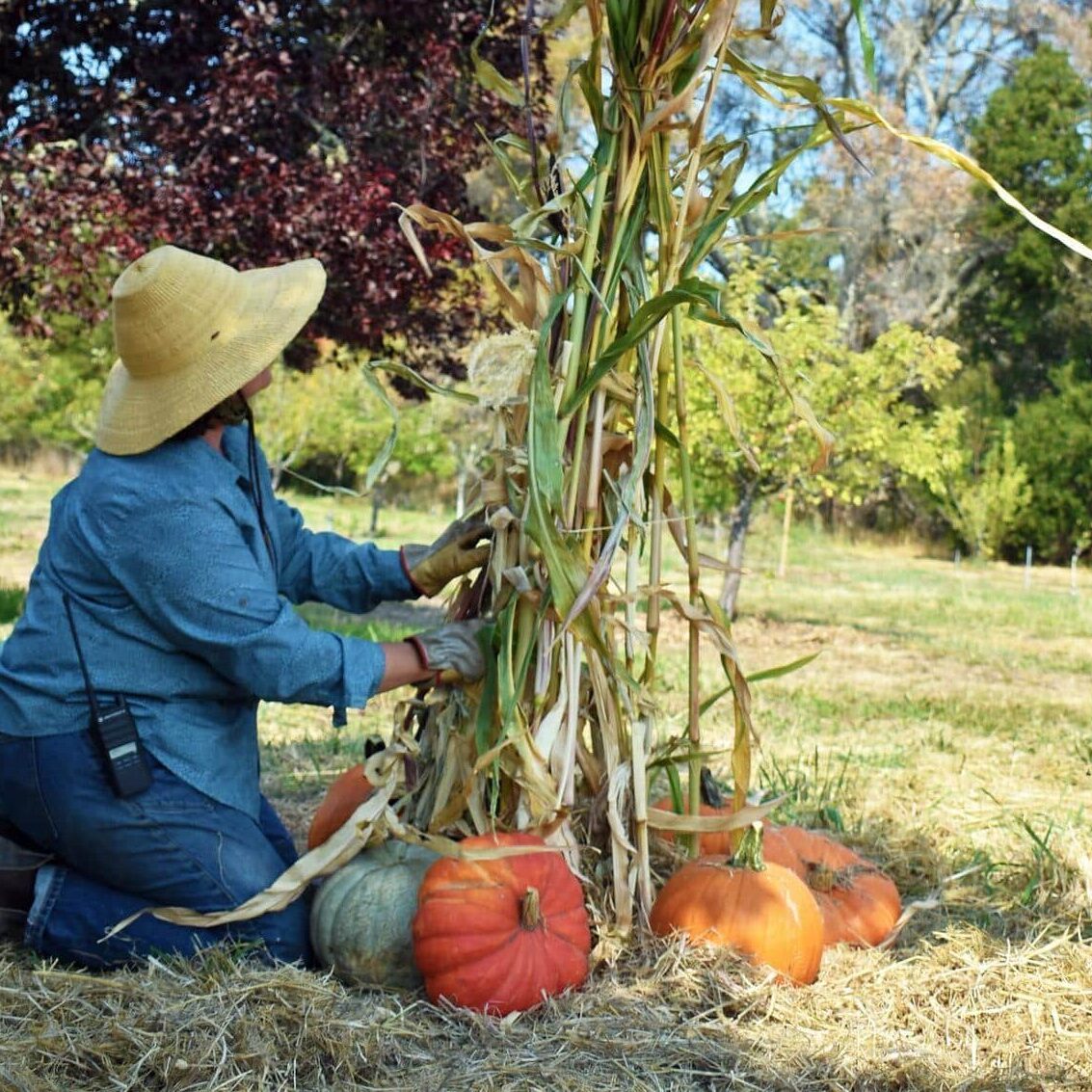 Haley sets Orchard decorations