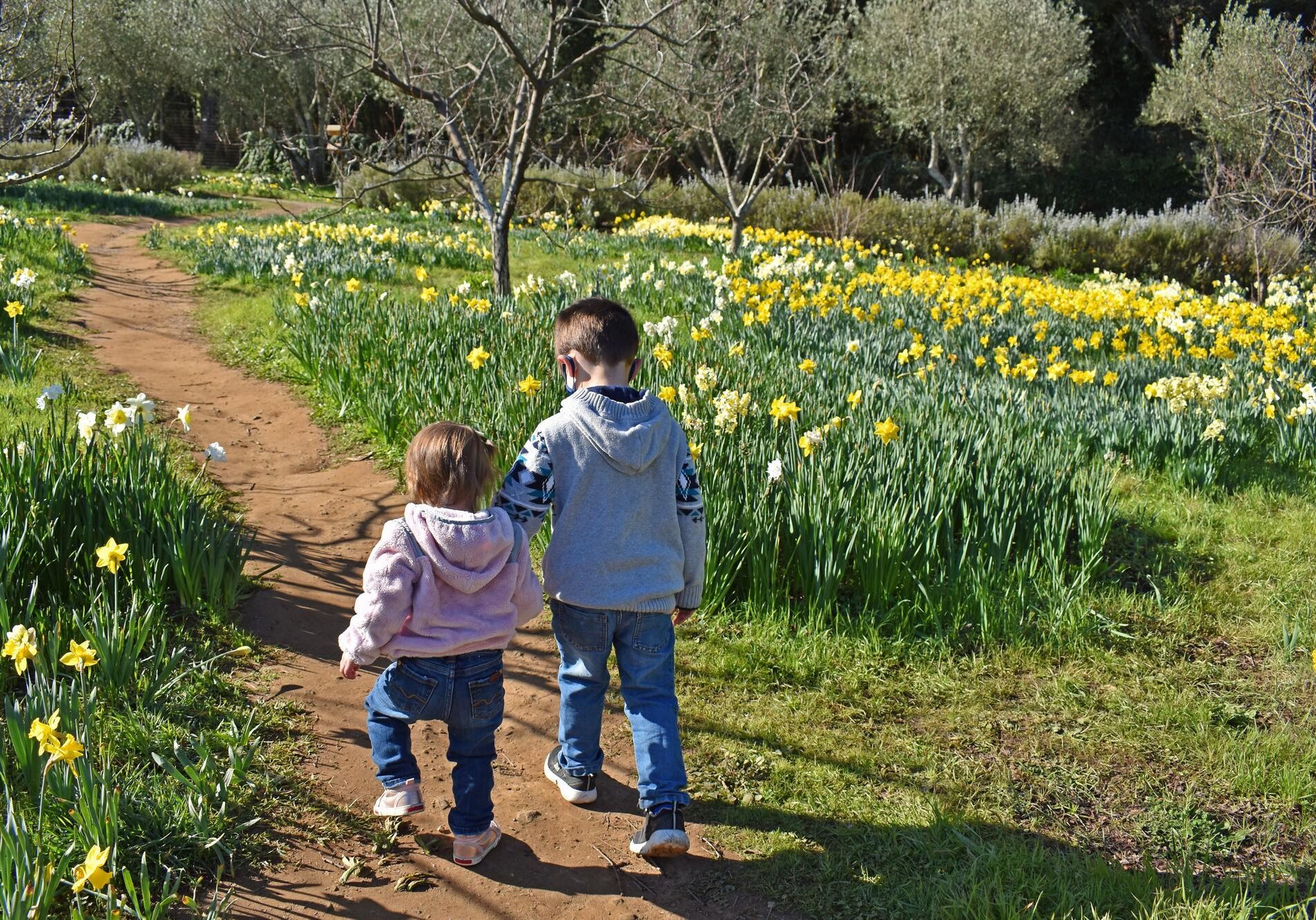 Holding Hands In The Daffodil Meadow (1)