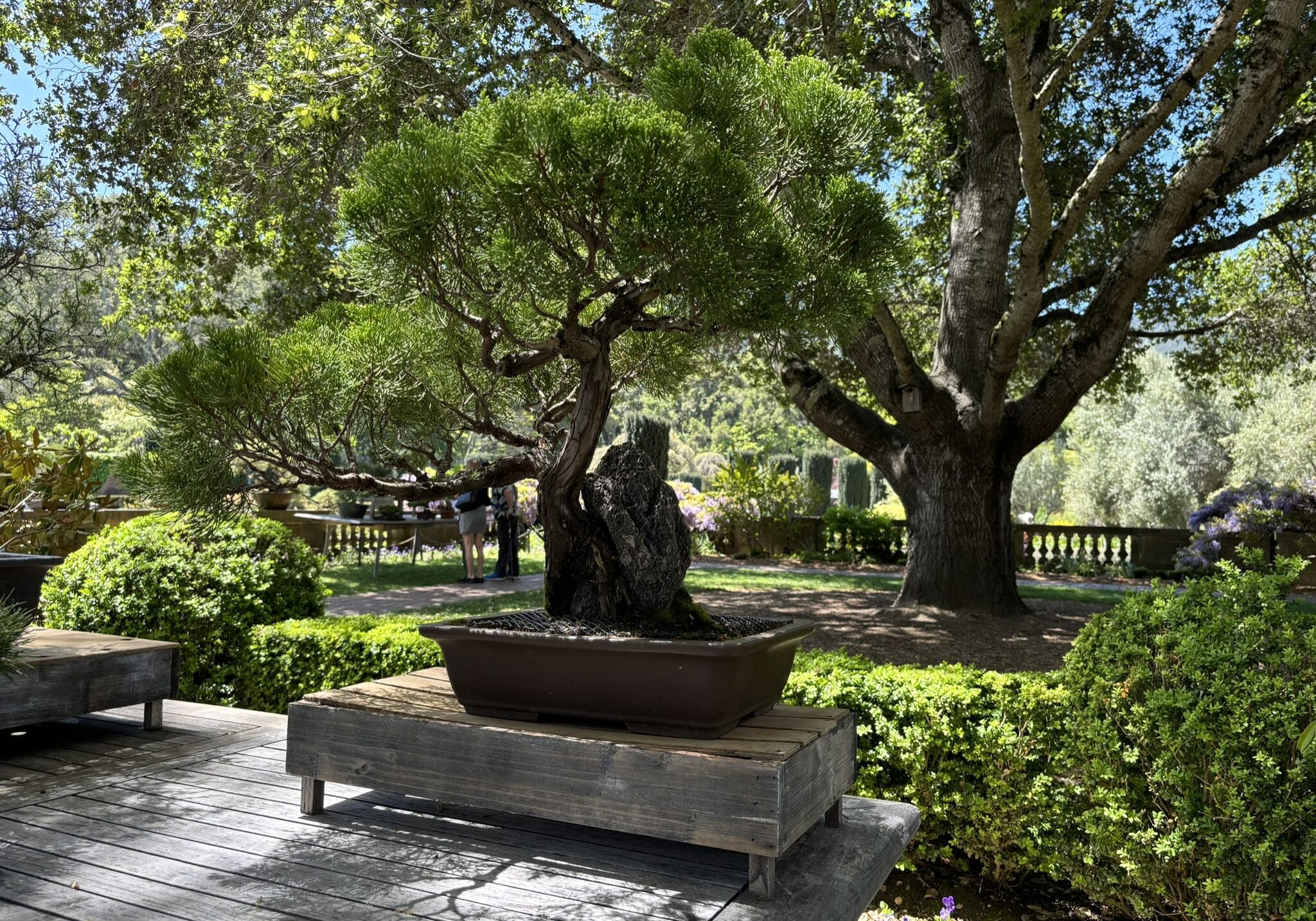 During Asian American & Pacific Islander Heritage Month, view highlights from Filoli's bonsai collection with object labels translated in English, Japanese, and Traditional Chinese.