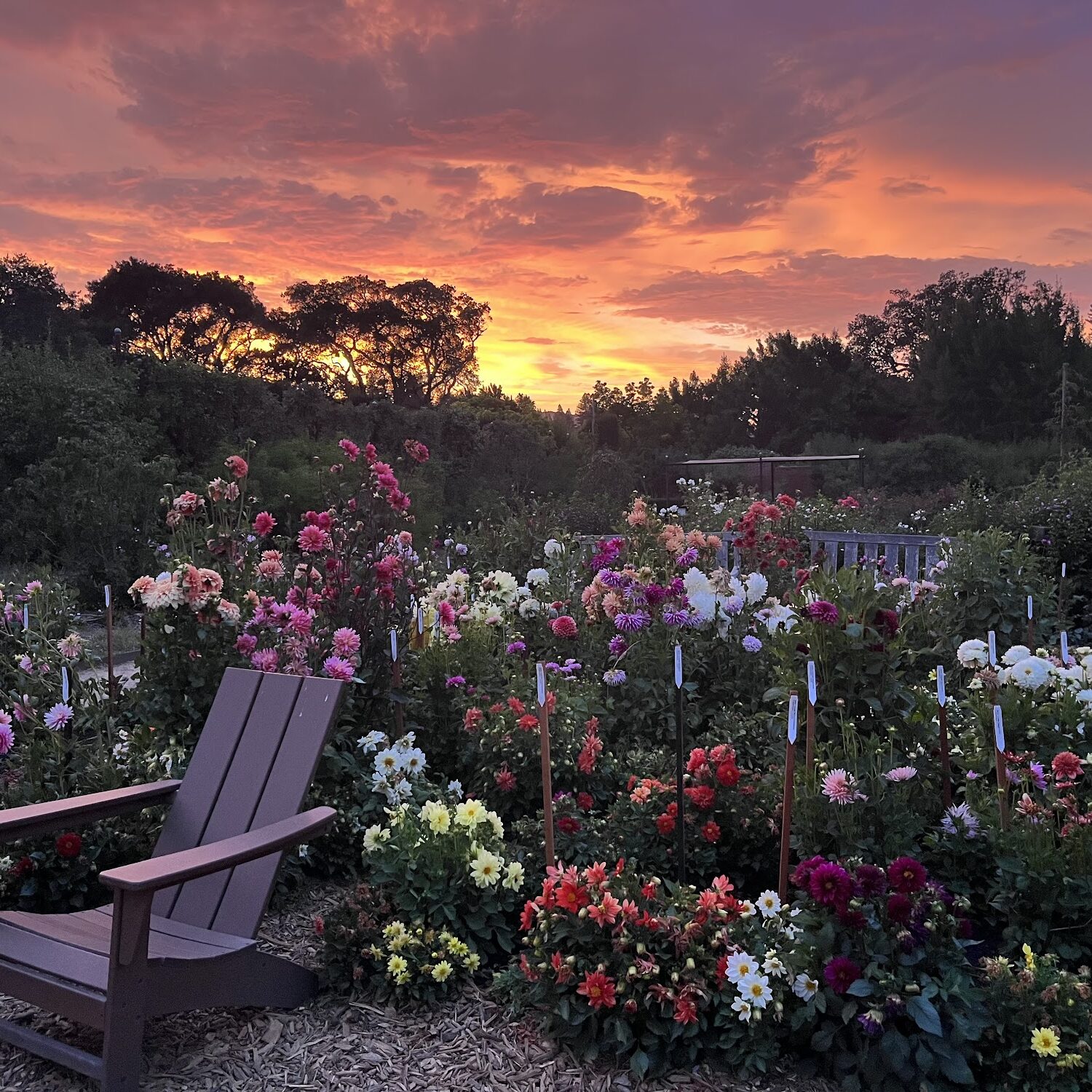 Stroll through Filoli’s gardens as the sun sets.