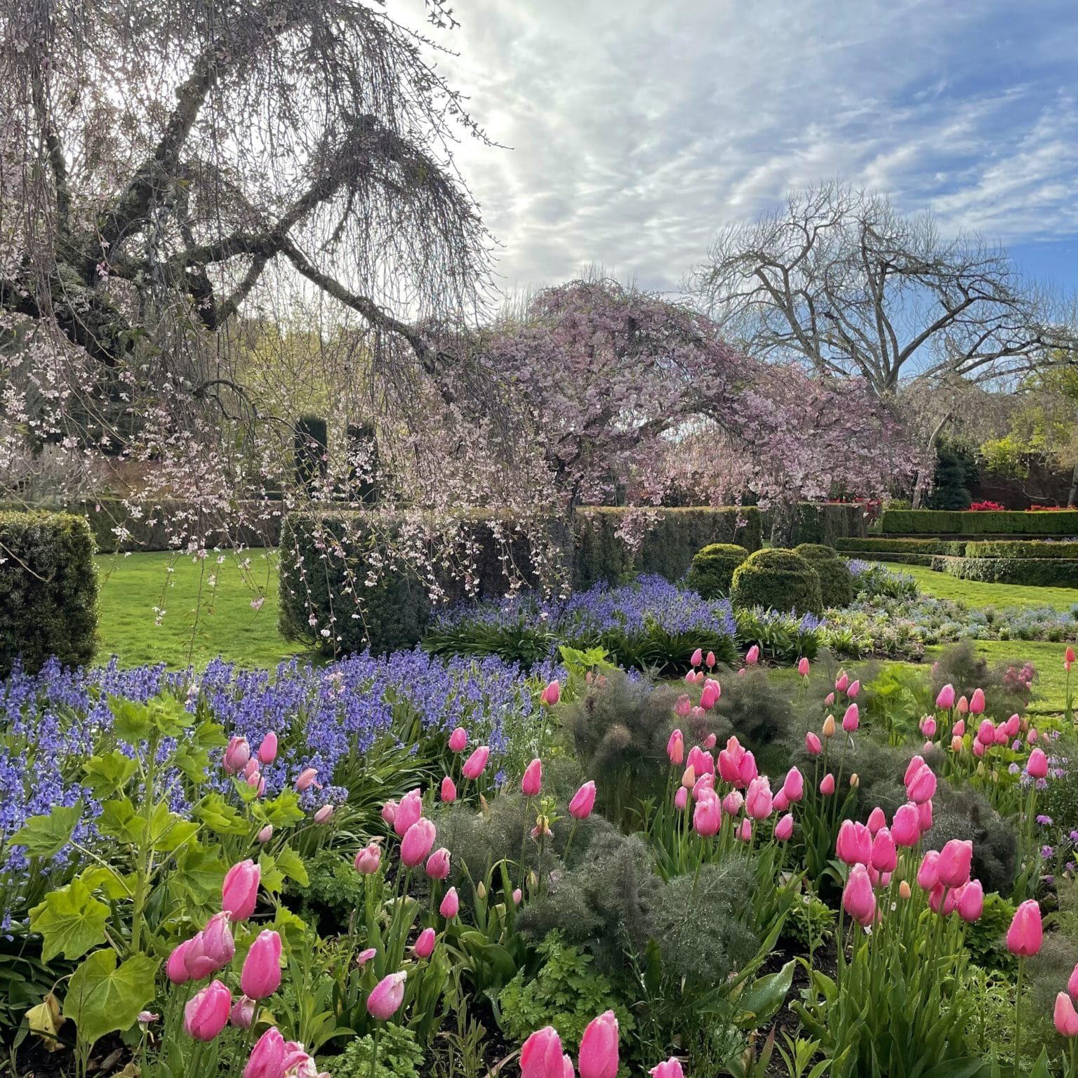 Spring Morning By The Cottage Garden Beds