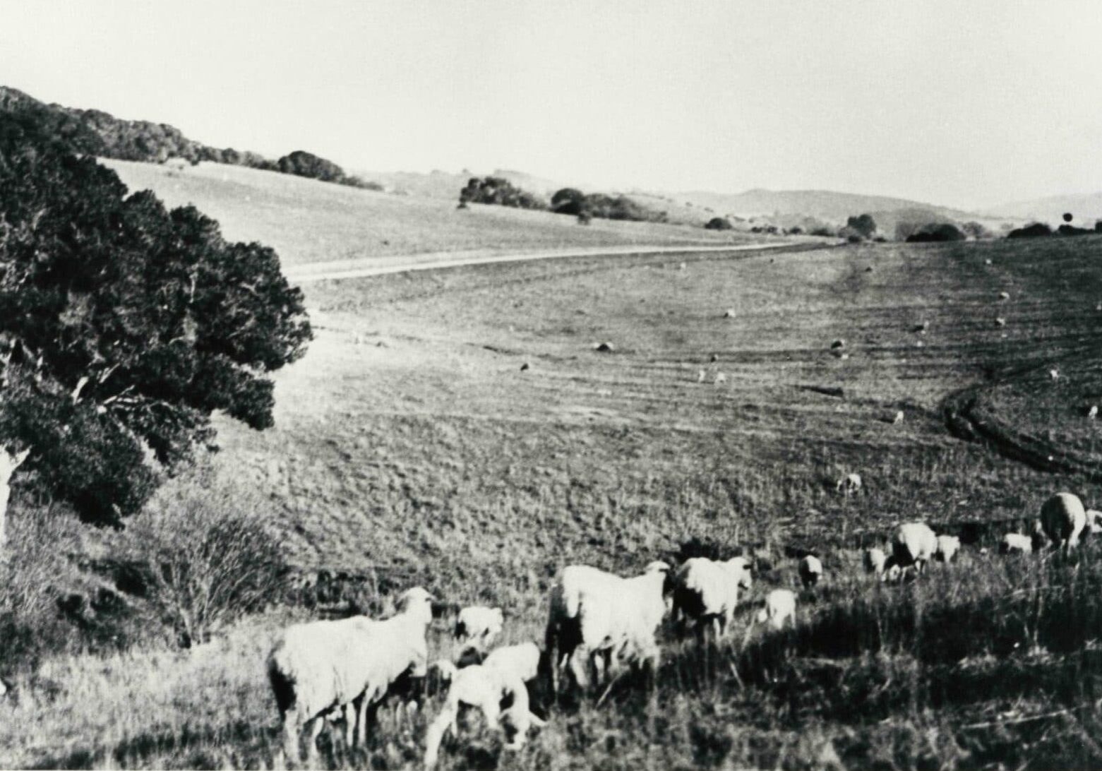 Estate(3)