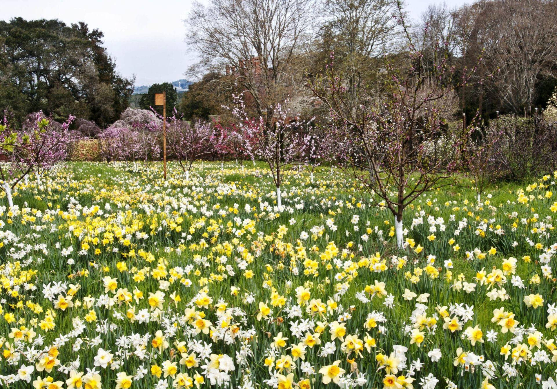 Garden(5)