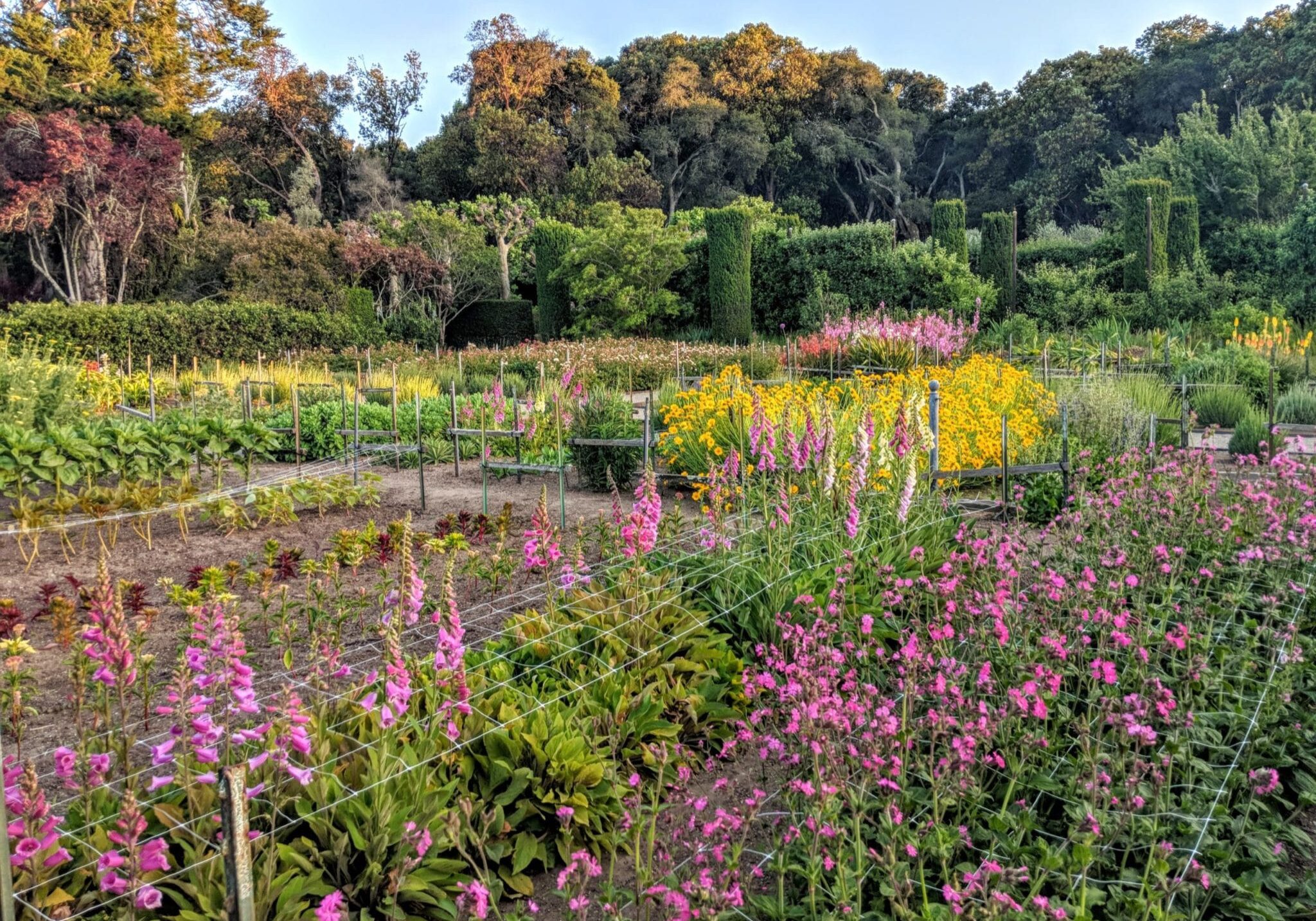 Garden(7)